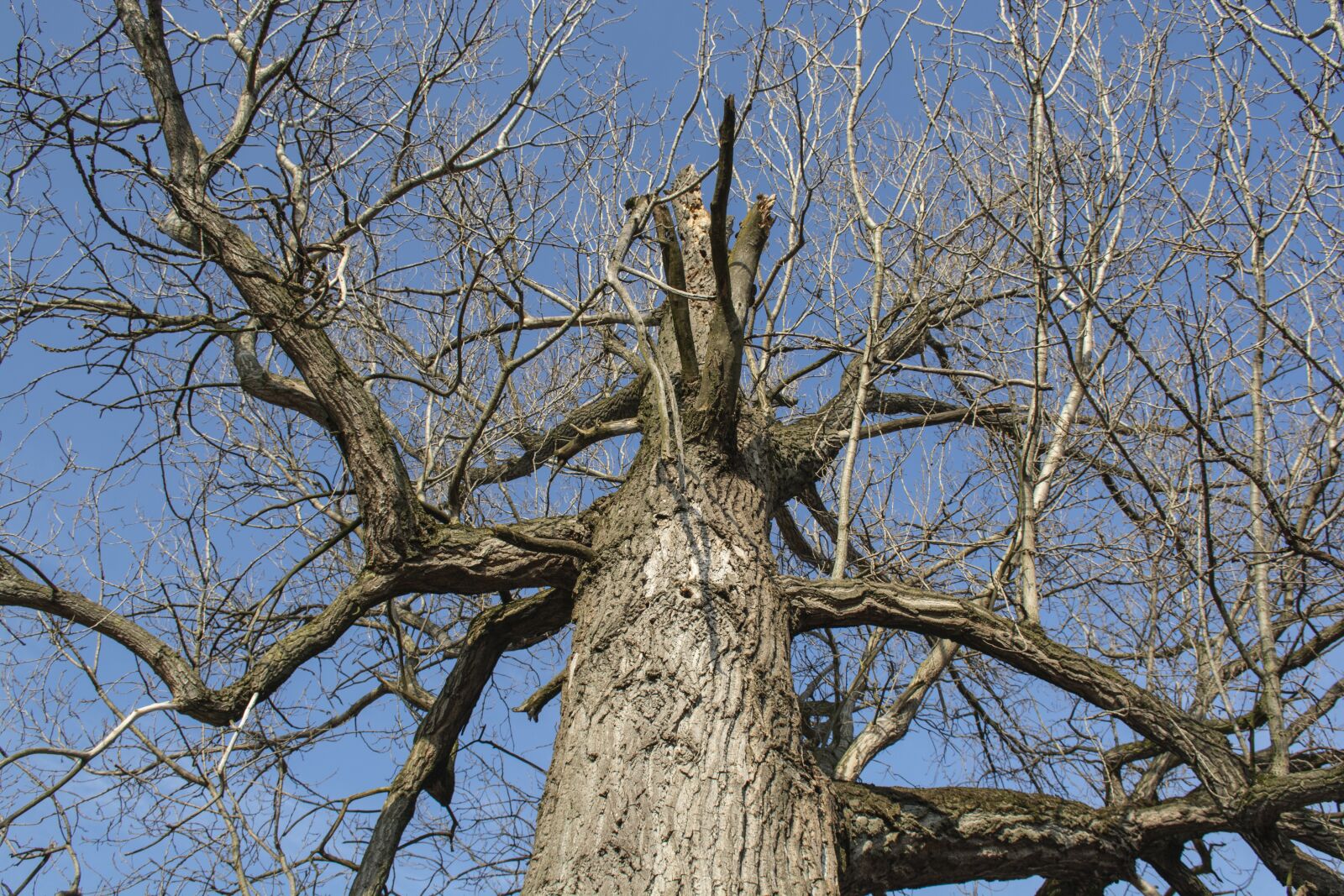 Nikon D7100 sample photo. Tree, branches, nature photography