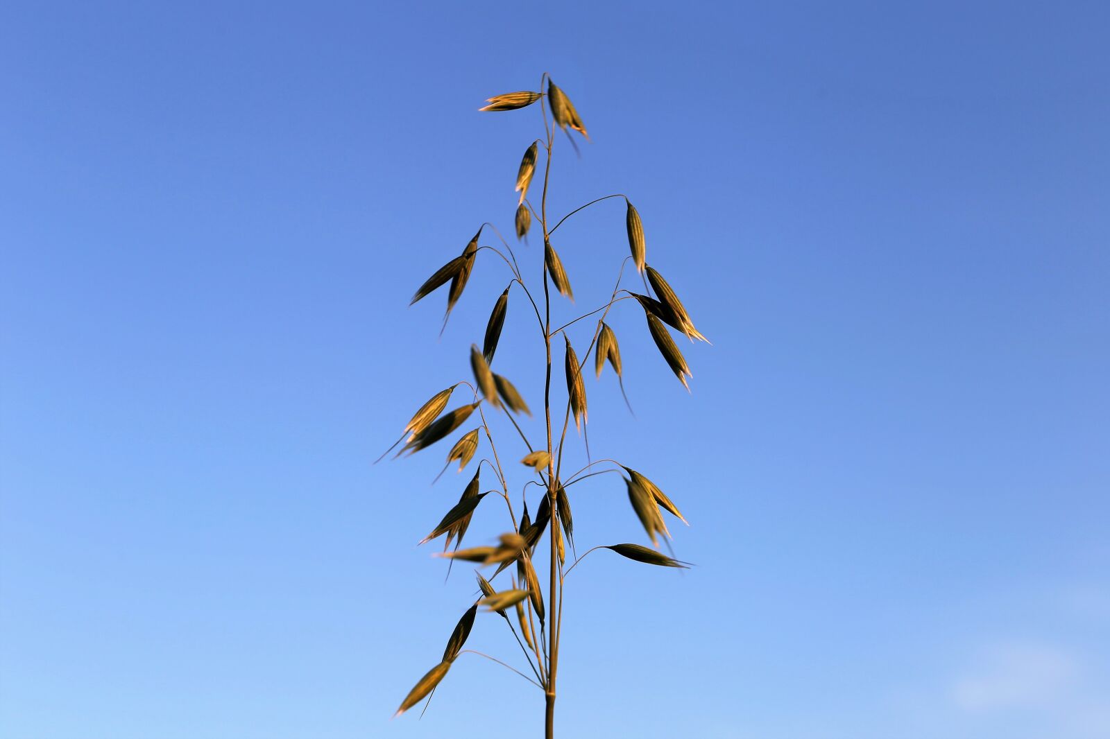 Canon EF 24-105mm F3.5-5.6 IS STM sample photo. Agriculture, green oats, cereals photography