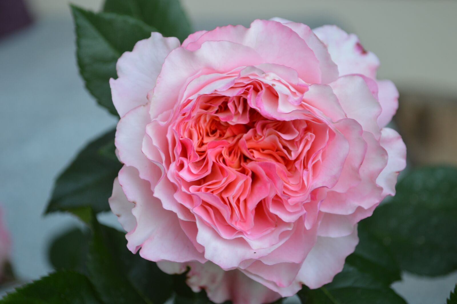 Nikon D3200 sample photo. Rose, flower, pink photography