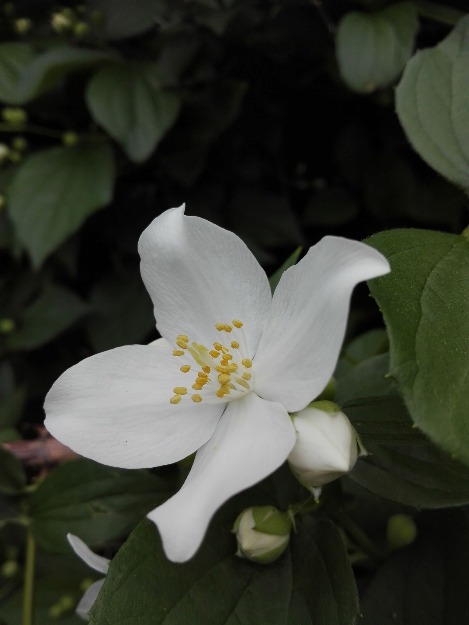 HUAWEI P8 Lite sample photo. Jasmine, flower, white flower photography