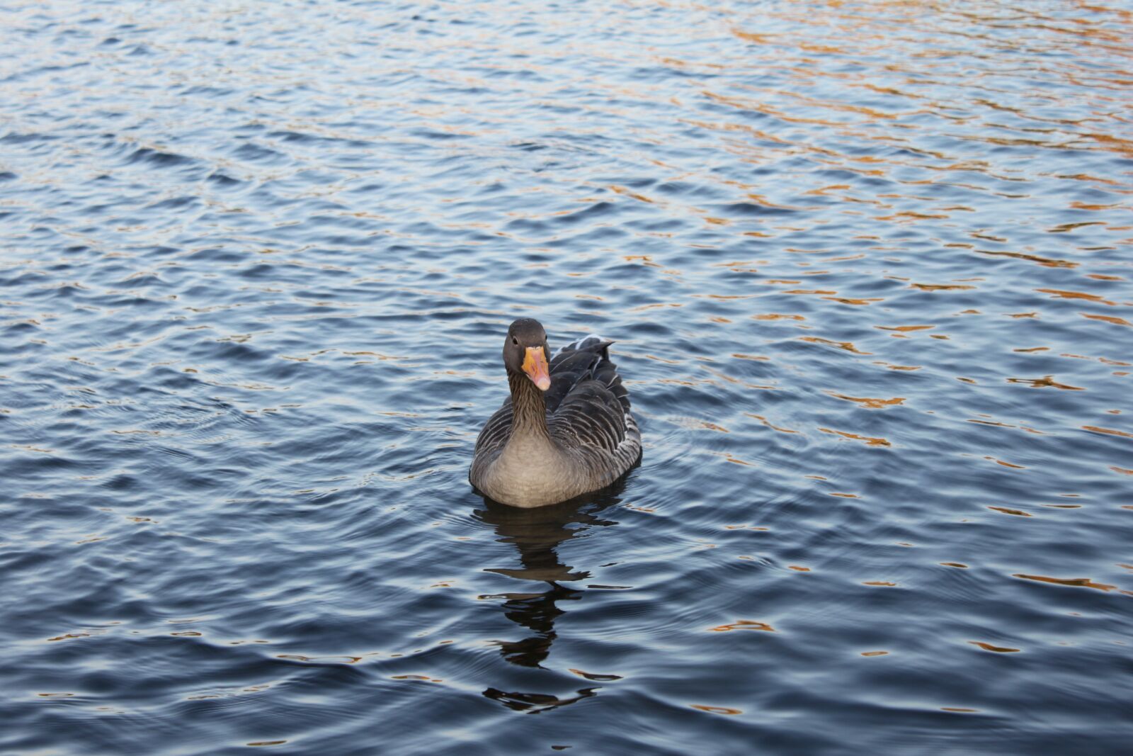 Canon EOS 500D (EOS Rebel T1i / EOS Kiss X3) sample photo. Waterfowl, ducks, animals photography