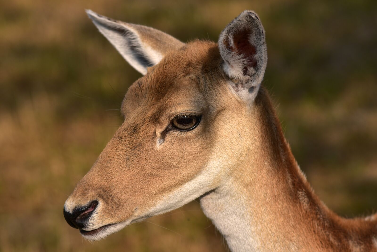 Nikon D750 sample photo. Doe, fallow deer, portrait photography