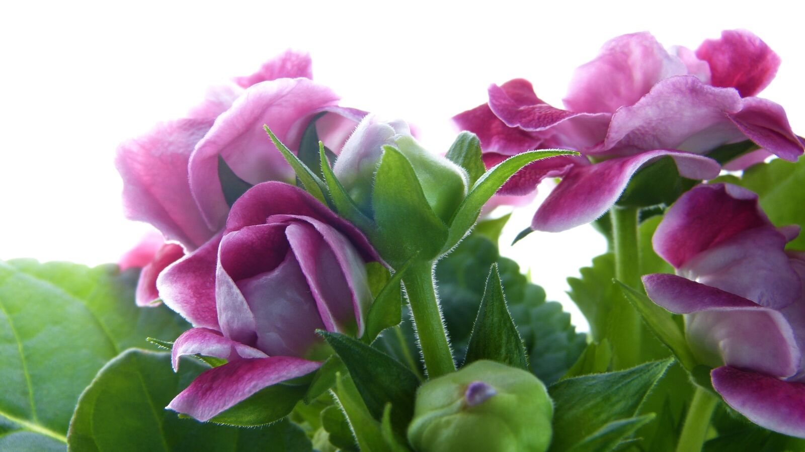 Panasonic Lumix DMC-FZ150 sample photo. Gloxinia, sinningia, blossom photography