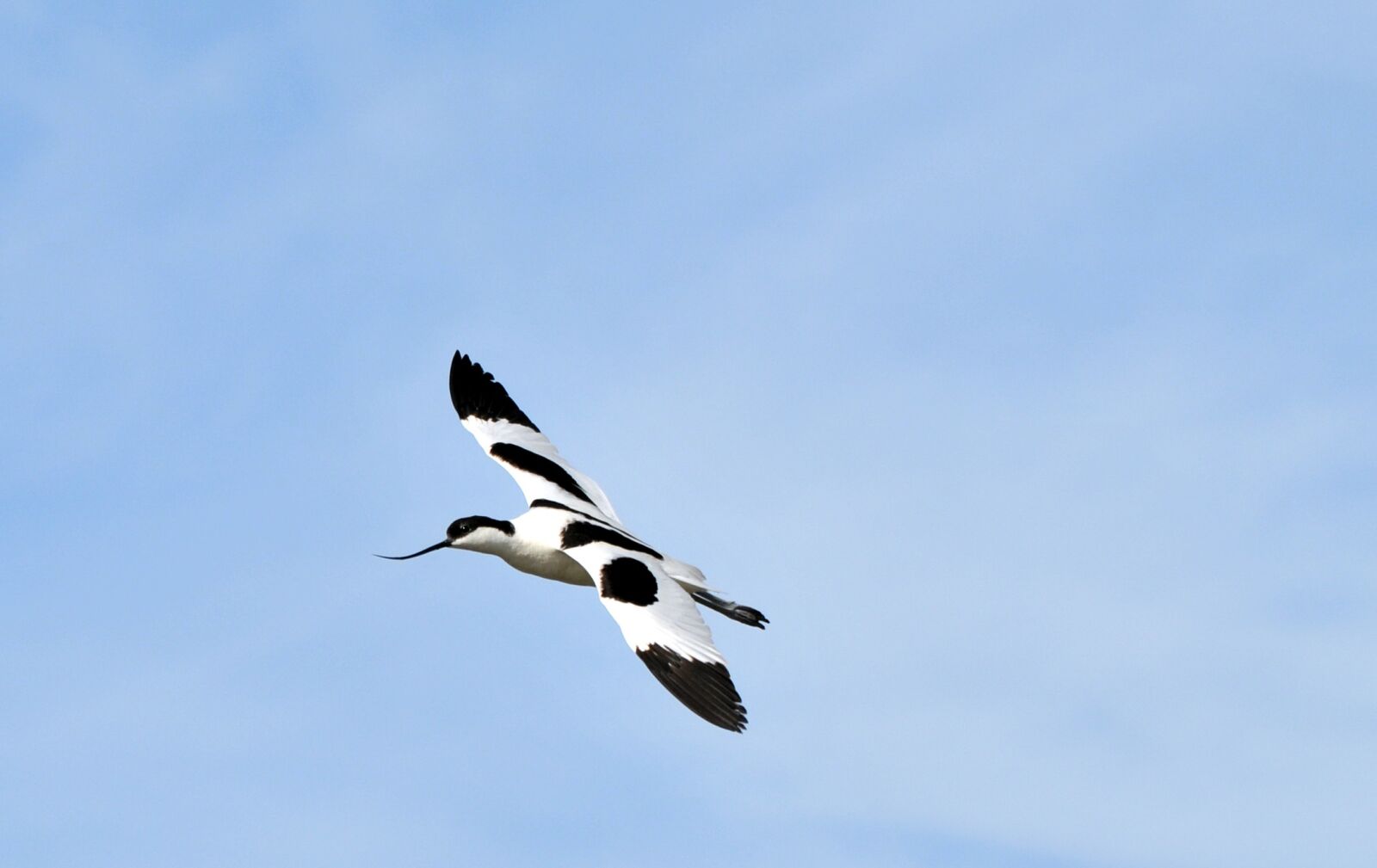 Nikon D300S sample photo. Avocets, marshes, birds photography
