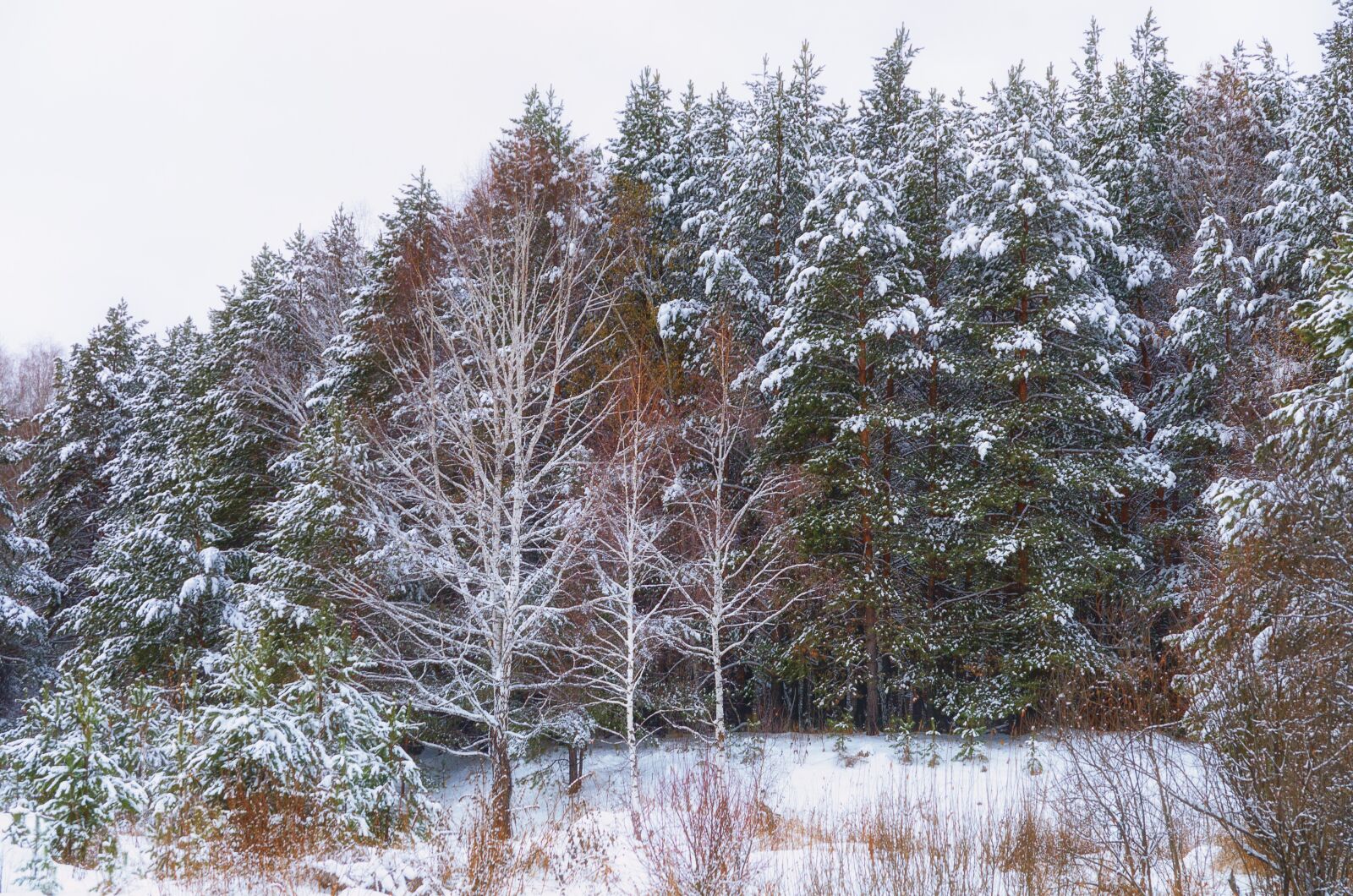 Pentax K-500 sample photo. Forest, snow, winter forest photography