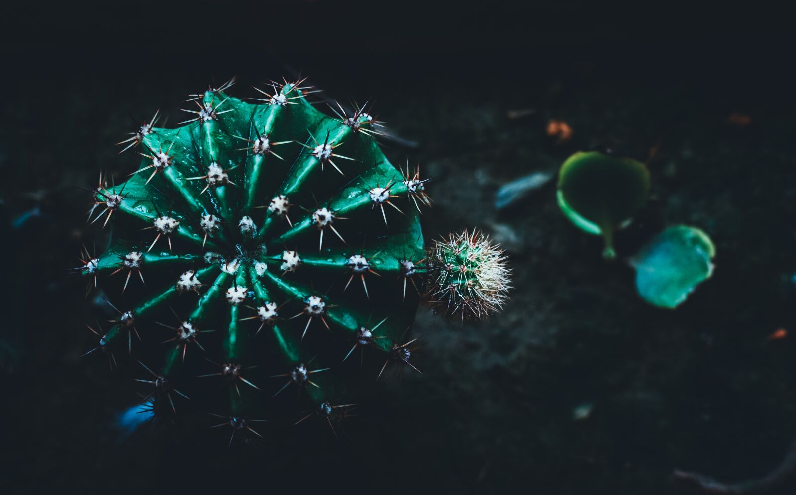 Nikon D5100 sample photo. Cactus, indoor, tree photography