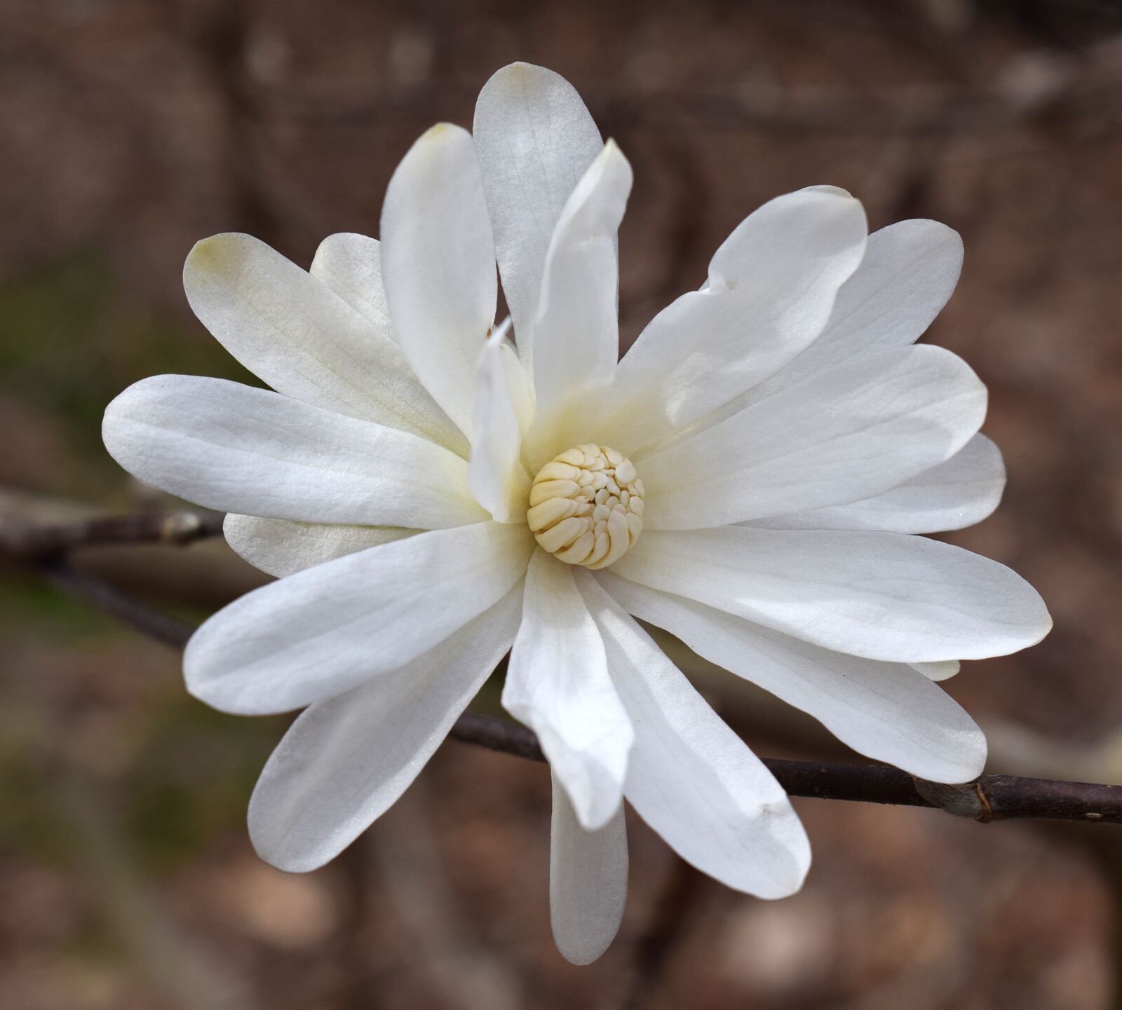 Nikon D3300 sample photo. Star magnolia, magnolia, tree photography