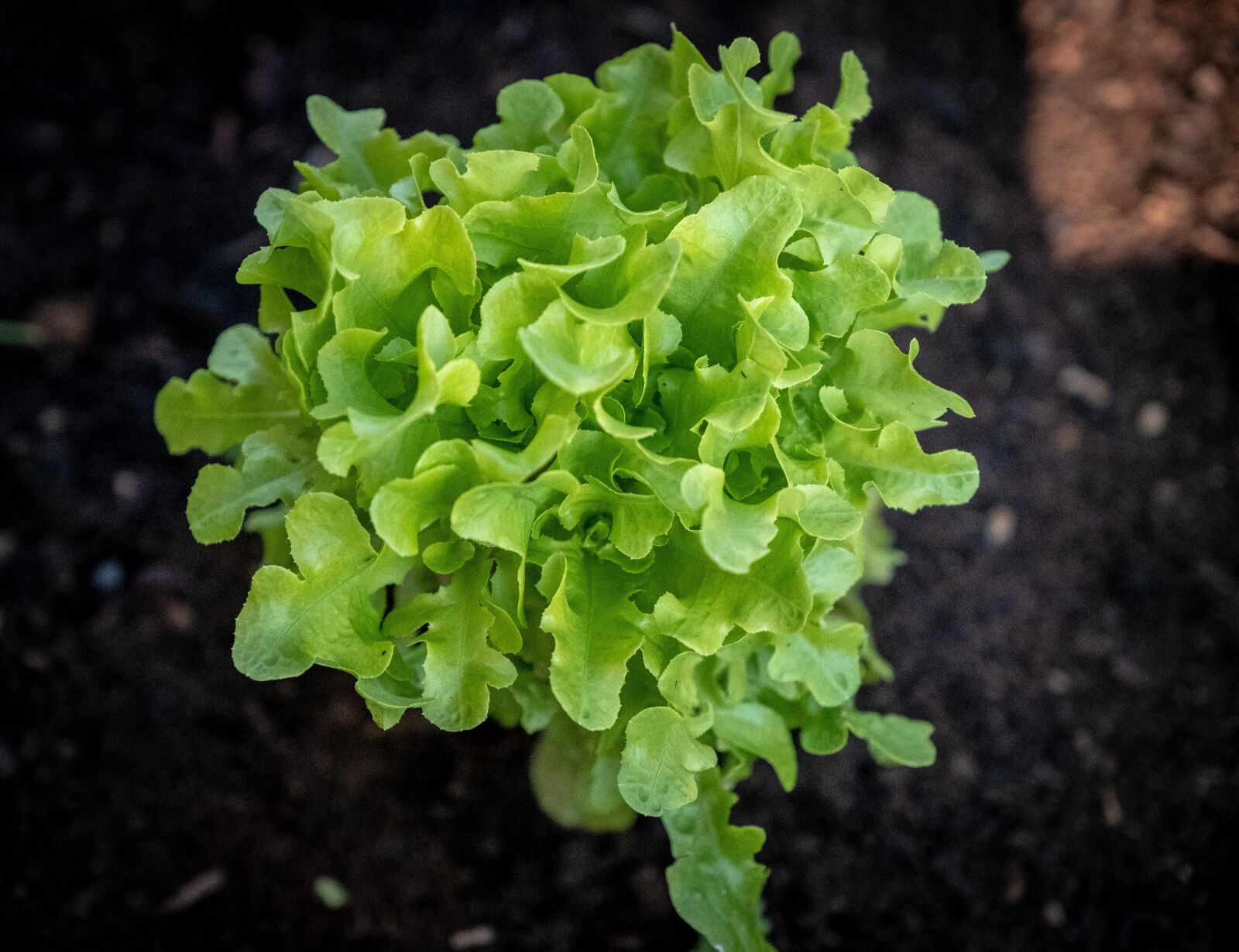 Fujifilm X-T2 sample photo. Salad, leaf lettuce, green photography