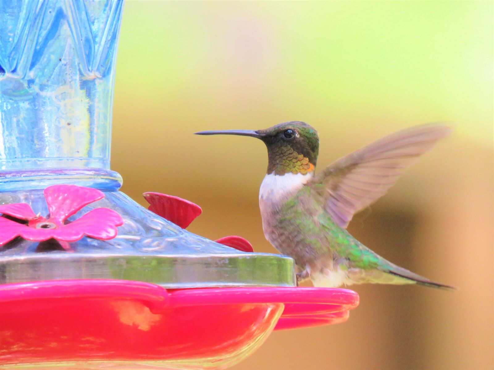 Canon PowerShot SX60 HS sample photo. Bird, colorful, wildlife photography