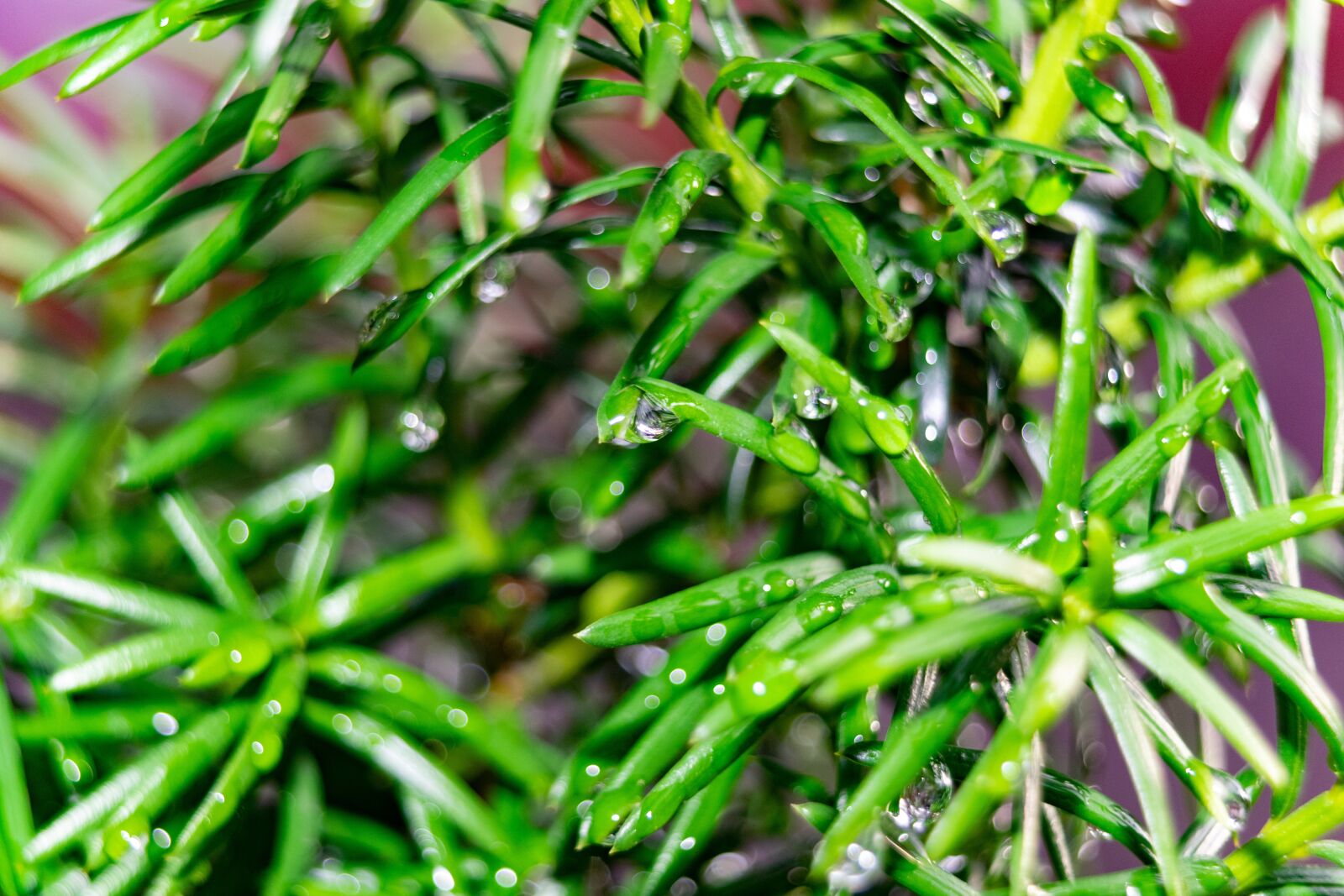 Nikon D3300 sample photo. Foliage, rain, dew photography