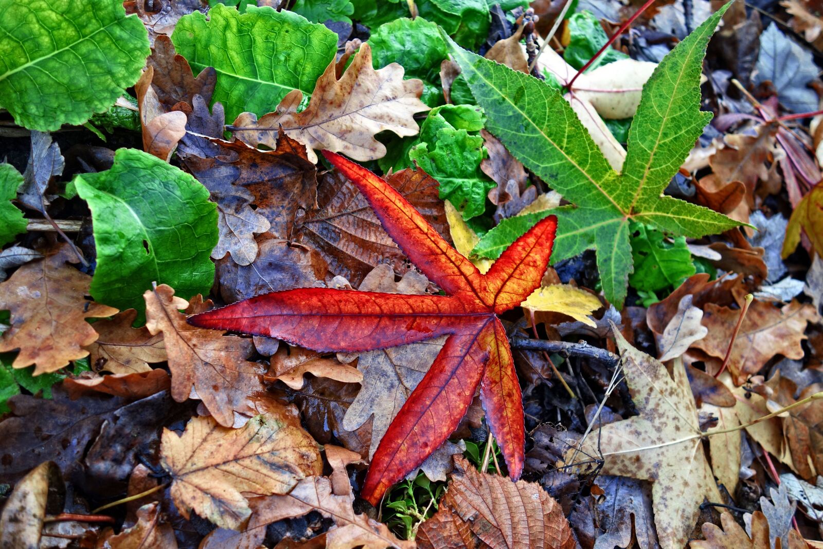 Sony Cyber-shot DSC-RX100 sample photo. Fallen leaf, autumn leaf photography