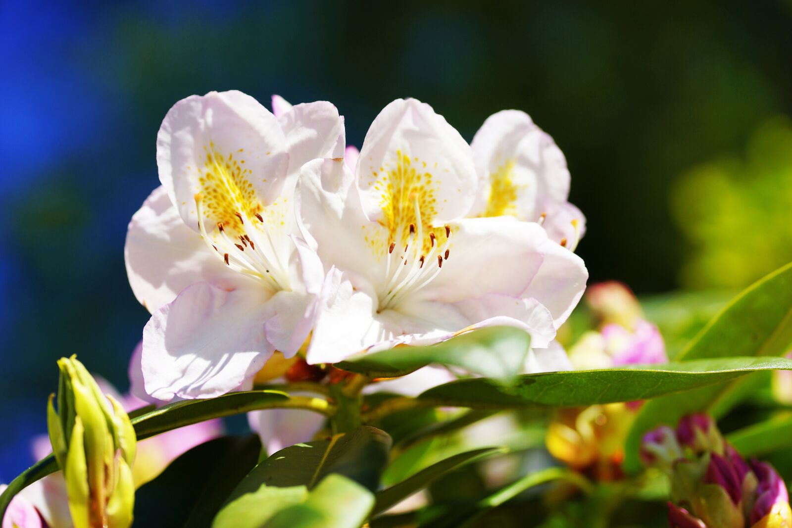 Sony a99 II + 105mm F2.8 sample photo. Rhododendron, white, early summer photography