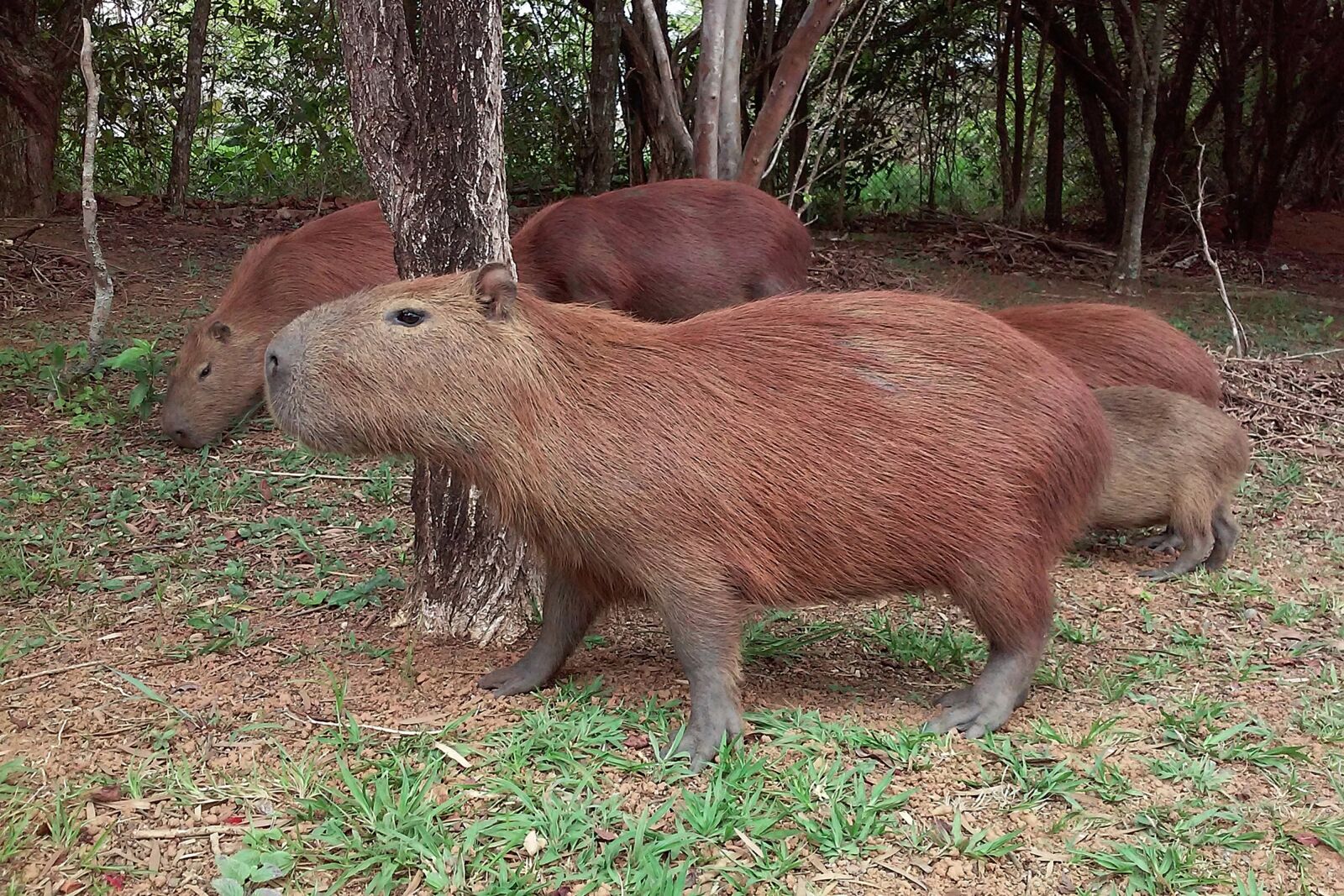 LG L65 sample photo. Capybara, animal, mammal photography