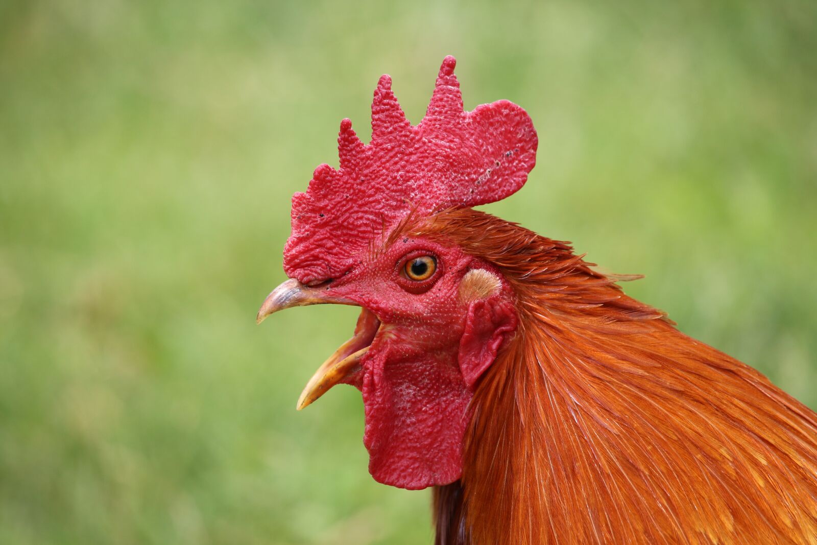 Canon EF-S 55-250mm F4-5.6 IS STM sample photo. Hen, pen, nature photography