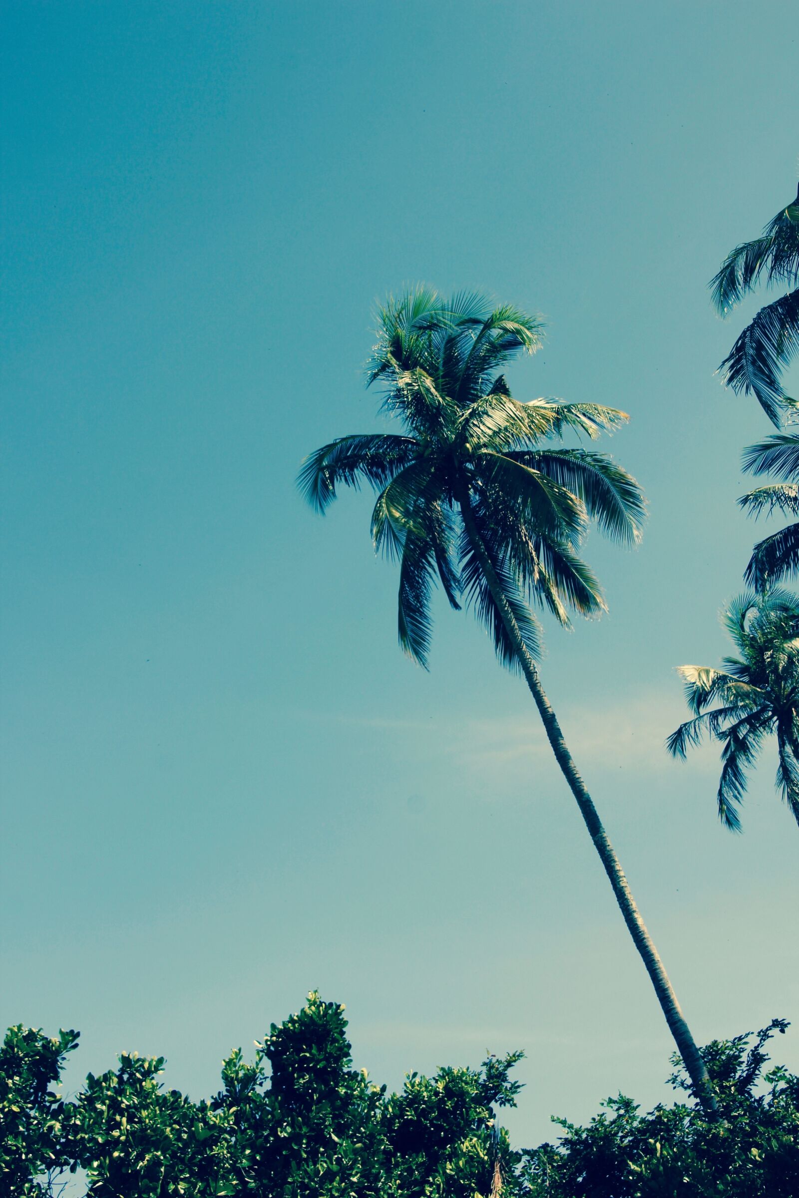 Canon EOS 60D sample photo. Thailand, palm, sky photography