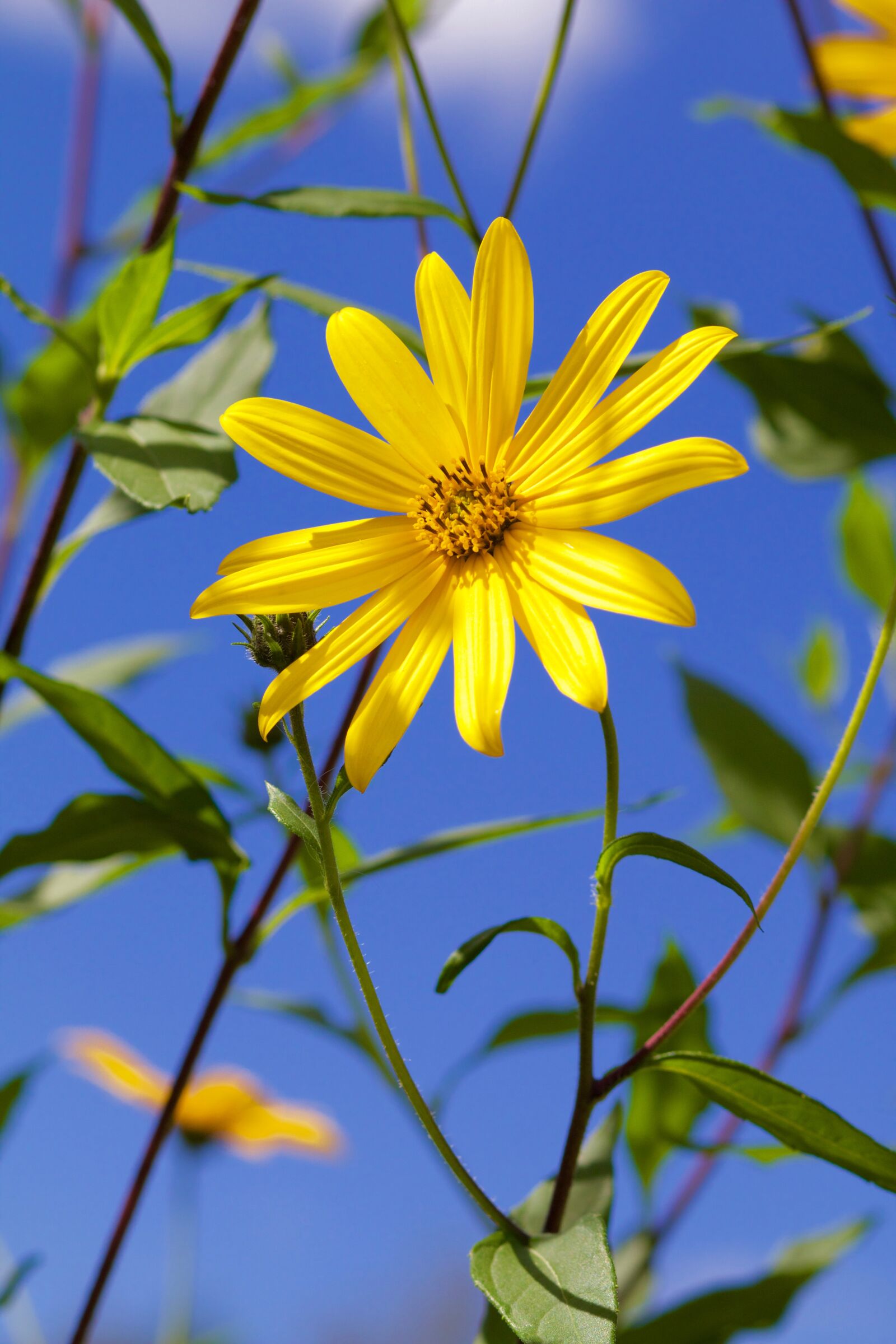 Canon EOS 70D + Canon EF 85mm F1.8 USM sample photo. Geese flower, flower, plant photography