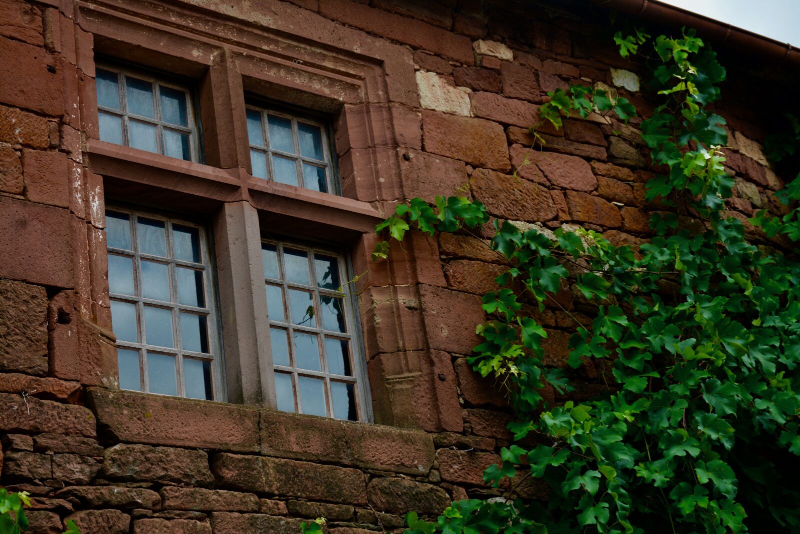 Nikon D7100 sample photo. Window, vine, leaves photography
