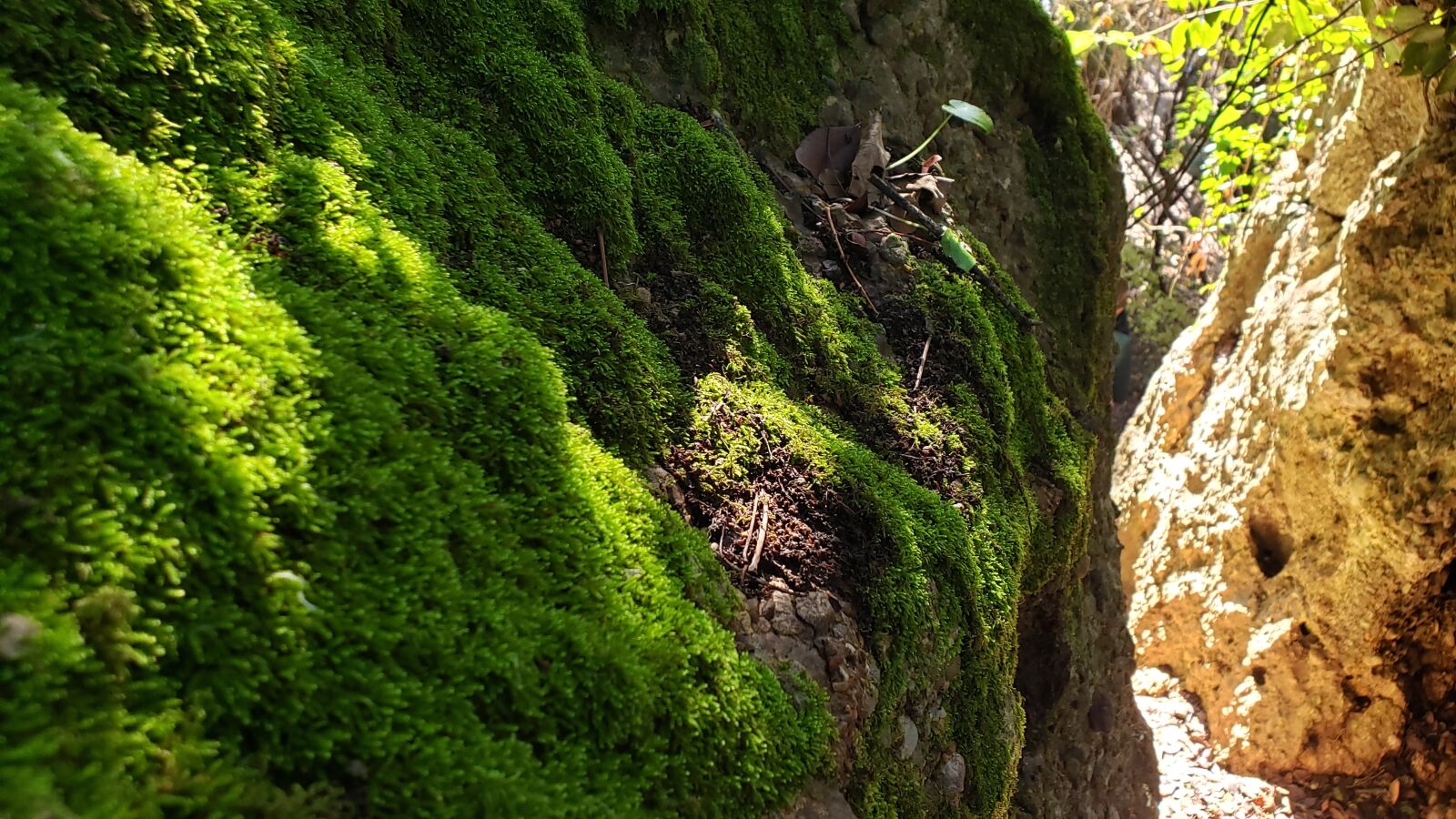Samsung Galaxy S9+ sample photo. Moss, rocks, green photography