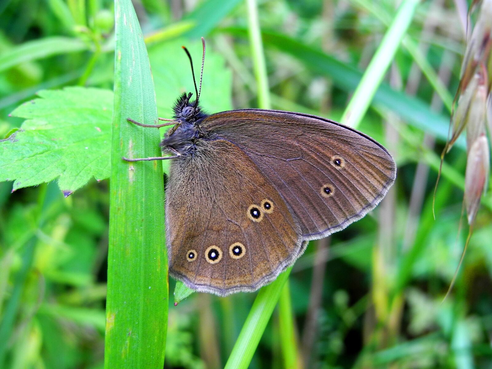 Nikon Coolpix P7000 sample photo. Butterfly, insect, nature photography