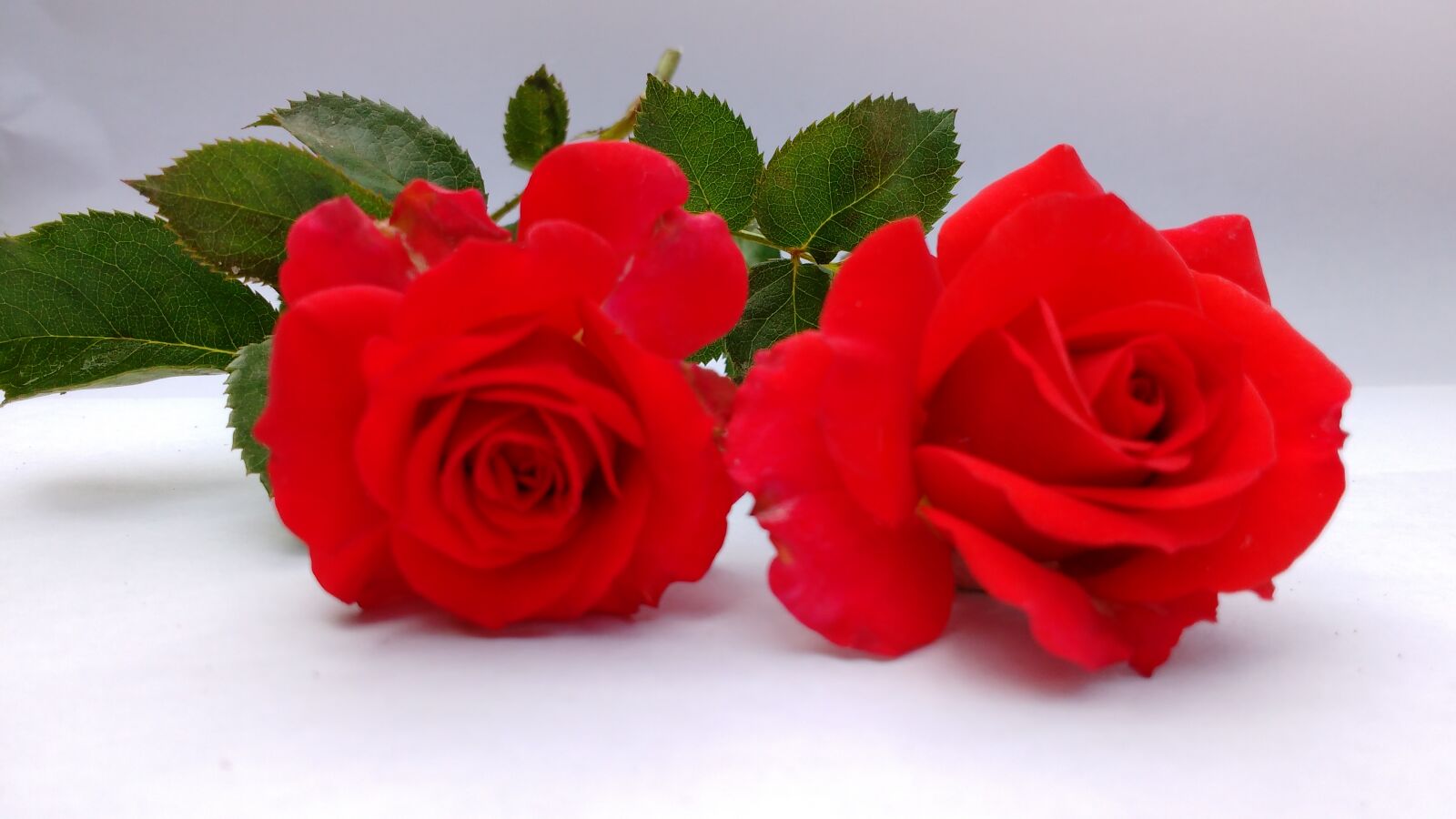 Motorola MotoG3 sample photo. Flowers, red, roses photography
