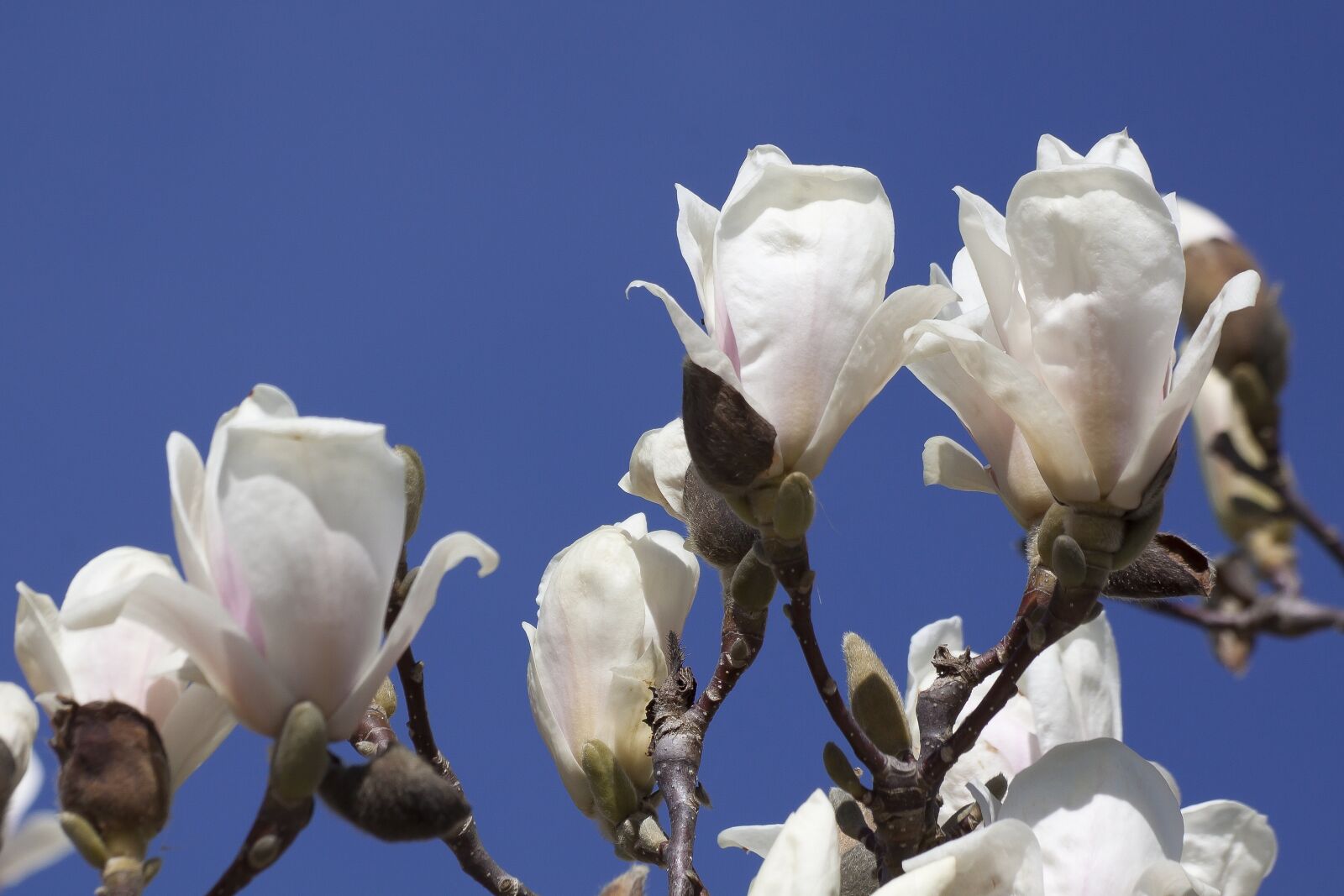 Canon EOS 50D sample photo. Magnolia, blossom, bloom photography