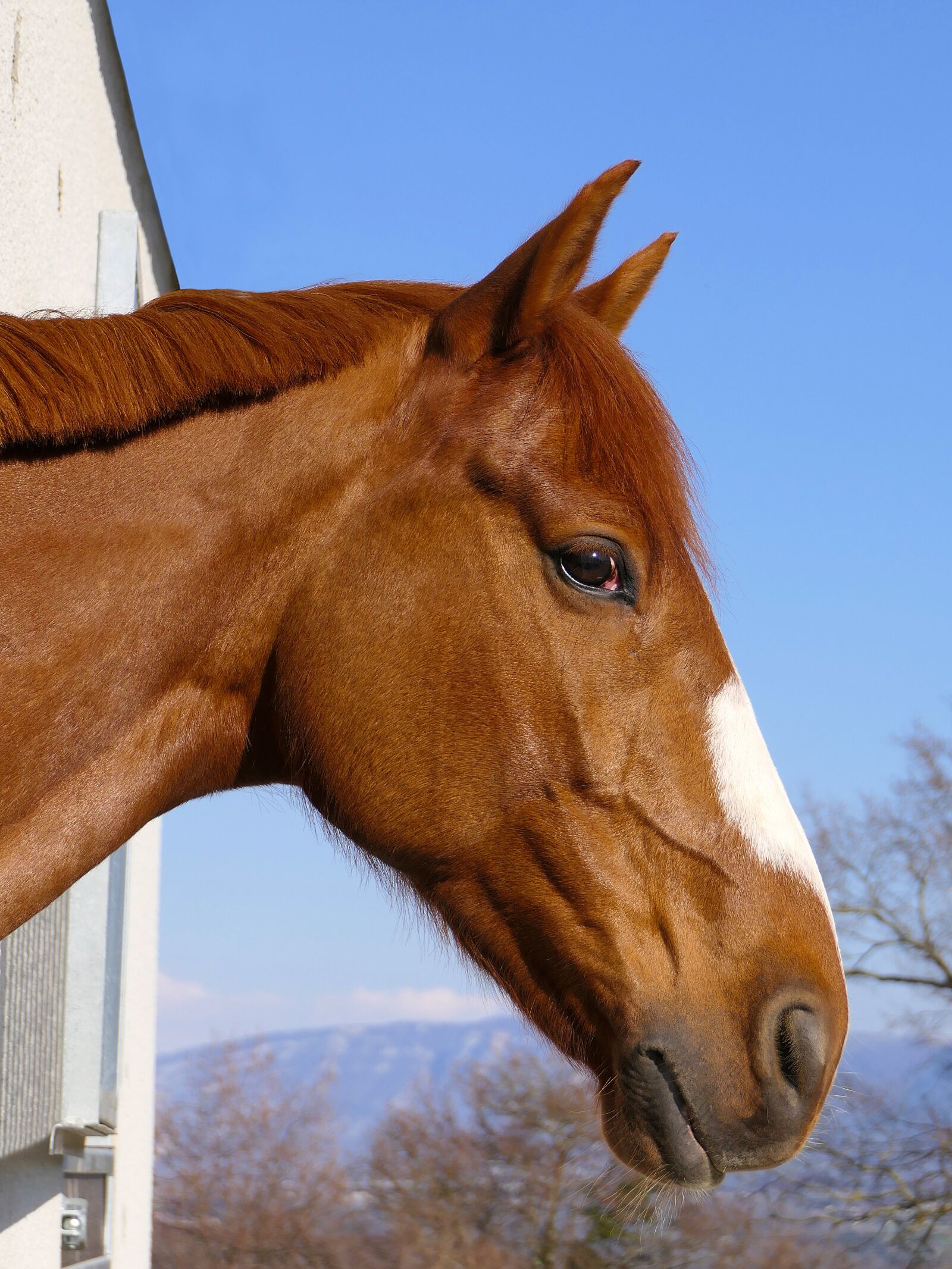 Panasonic Lumix DMC-FZ2500 (Lumix DMC-FZ2000) sample photo. Horse, portrait, look photography