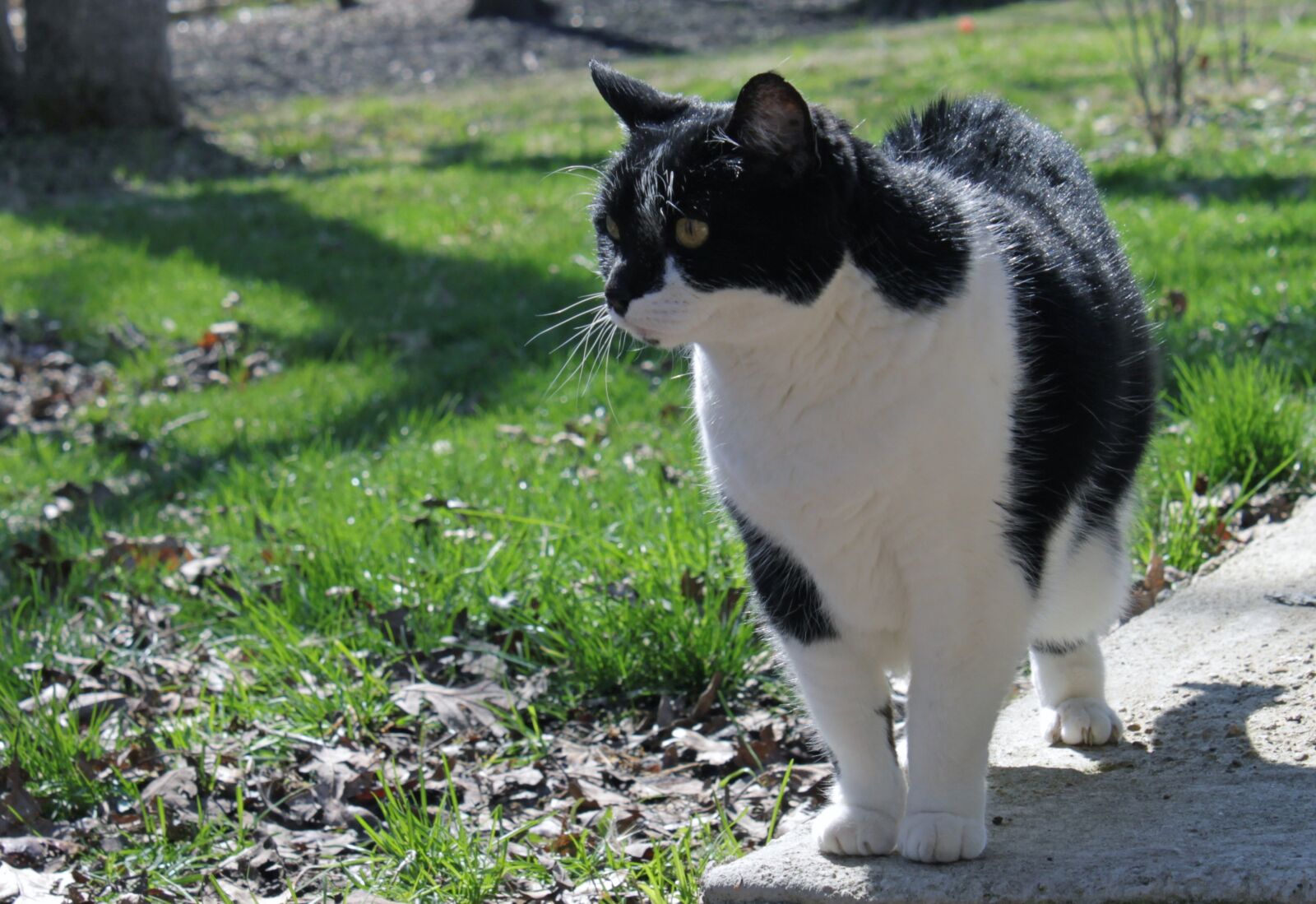 Canon EOS 500D (EOS Rebel T1i / EOS Kiss X3) sample photo. Cat, pet, domestic photography