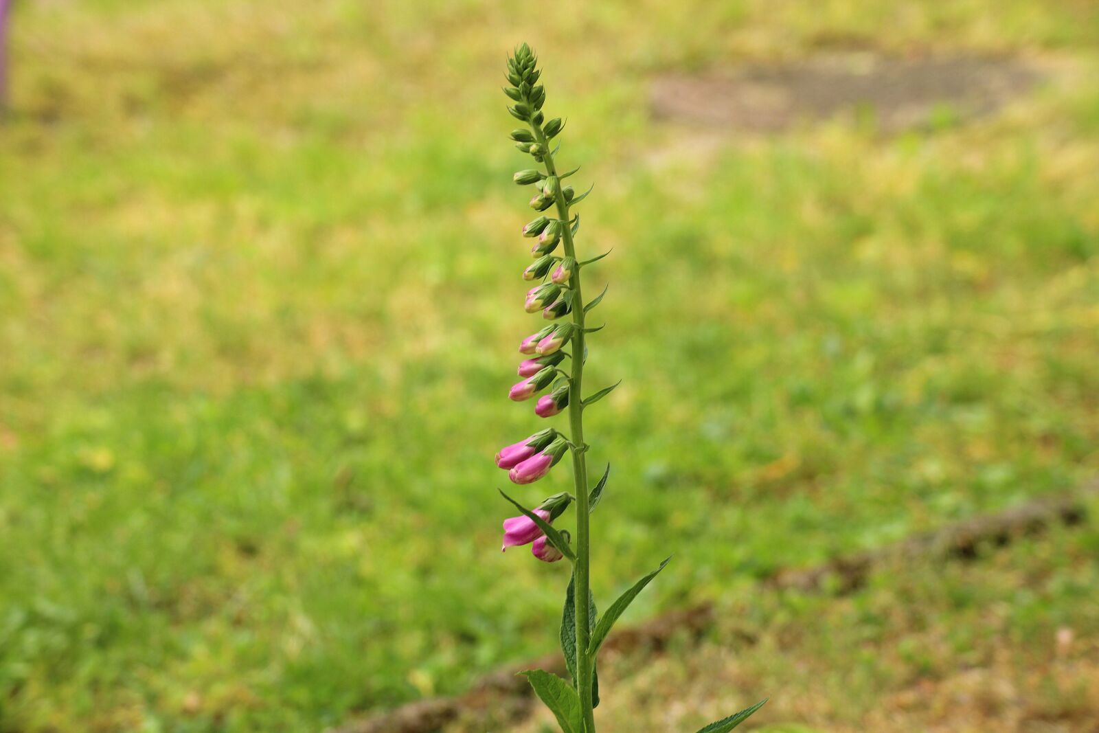 Canon EOS 1200D (EOS Rebel T5 / EOS Kiss X70 / EOS Hi) sample photo. Foxglove, flower, spring photography