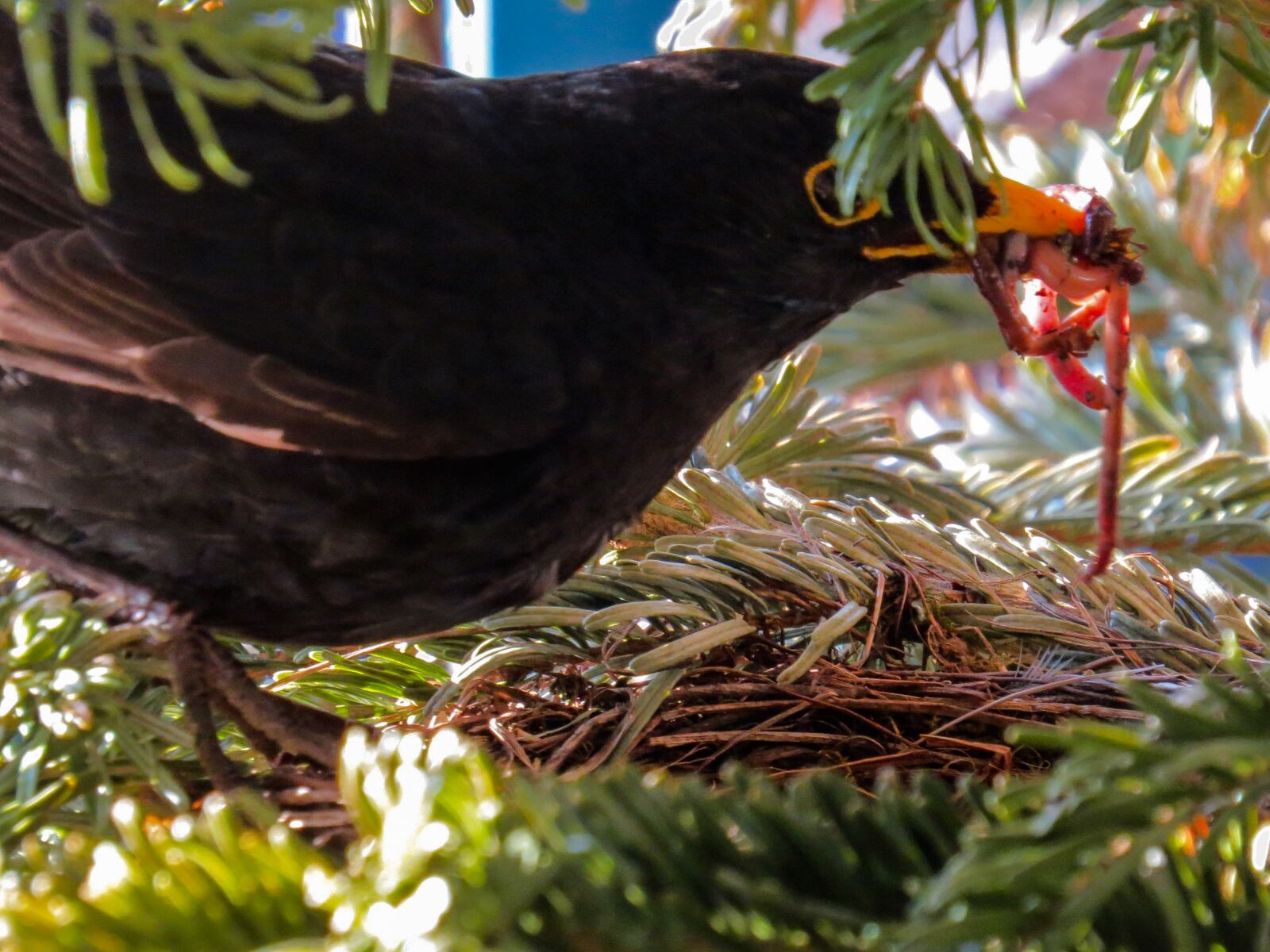 Canon PowerShot SX50 HS sample photo. Animal world, bird, blackbird photography