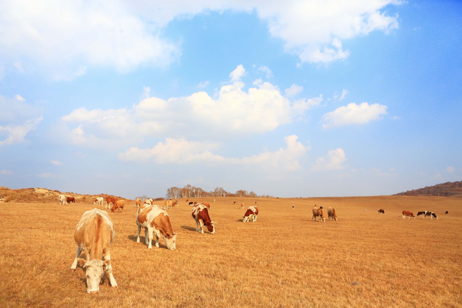 Canon EOS 5D Mark III sample photo. Autumn, animal, the scenery photography