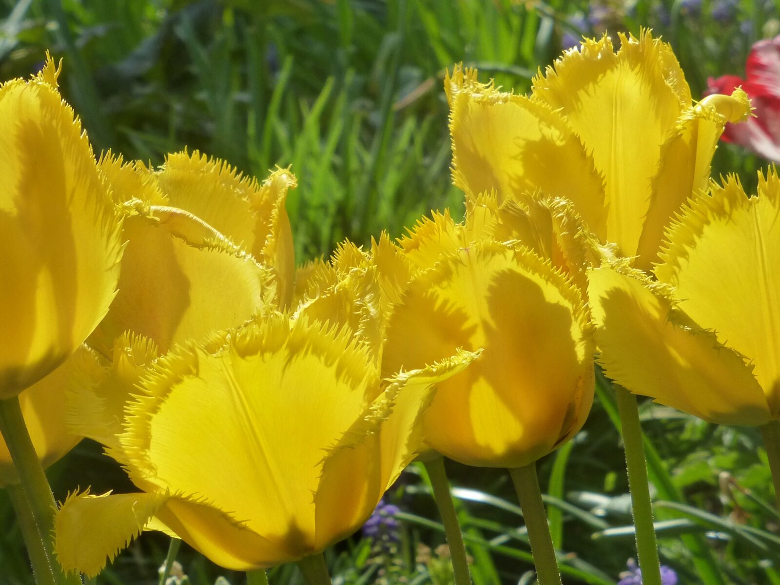 Panasonic DMC-TZ31 sample photo. Tulips, tulipa, fringed flower photography