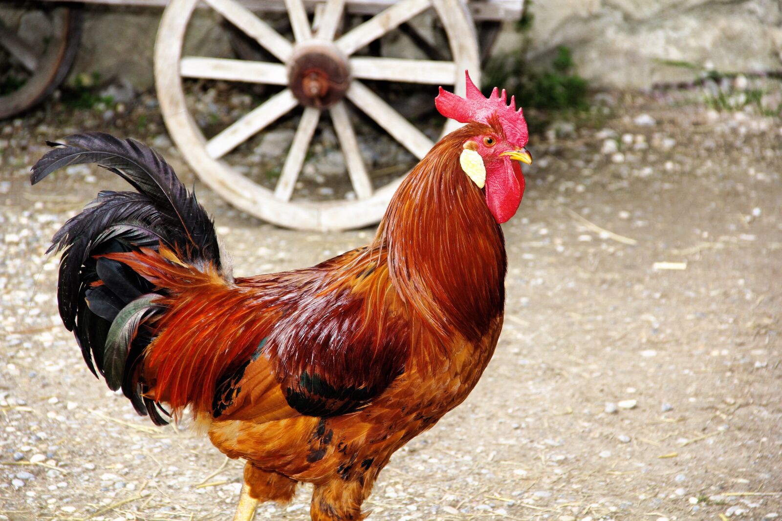 Canon EOS 60D sample photo. Hahn, gockel, farm photography
