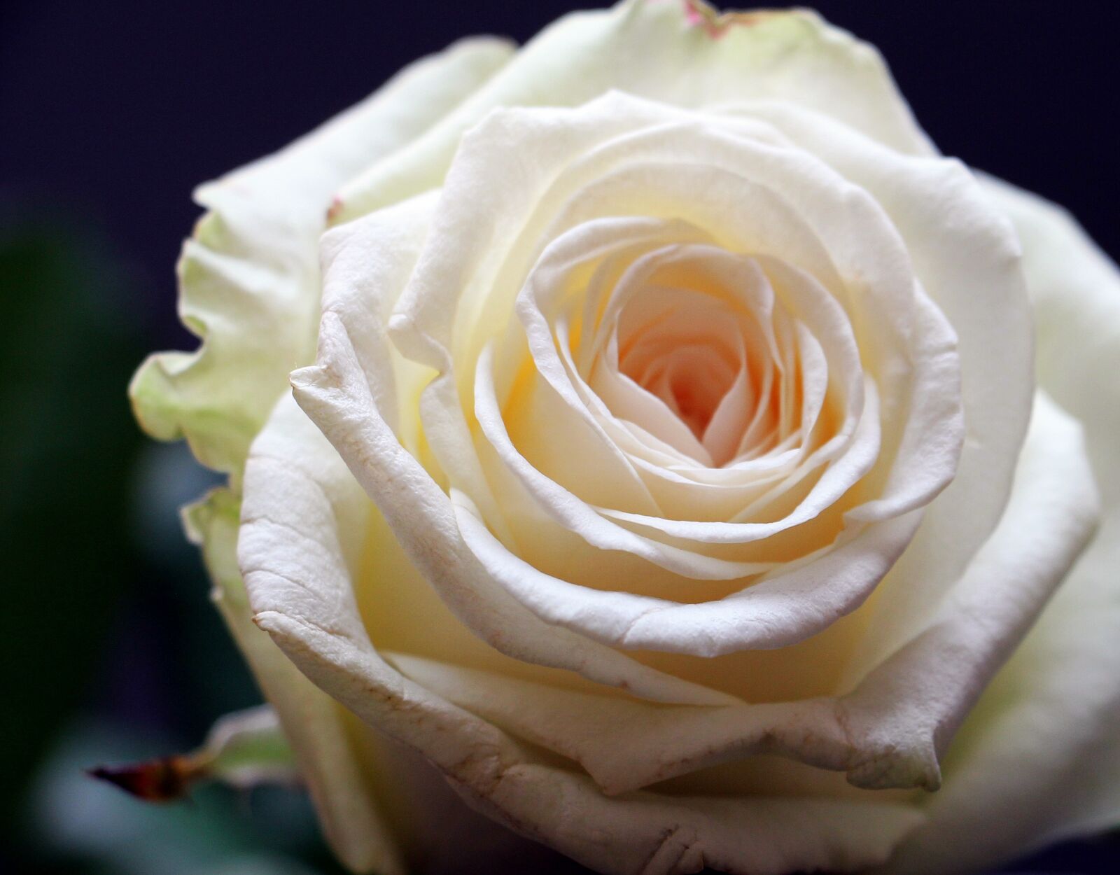 Canon EOS 550D (EOS Rebel T2i / EOS Kiss X4) sample photo. Rose, rose bloom, flower photography
