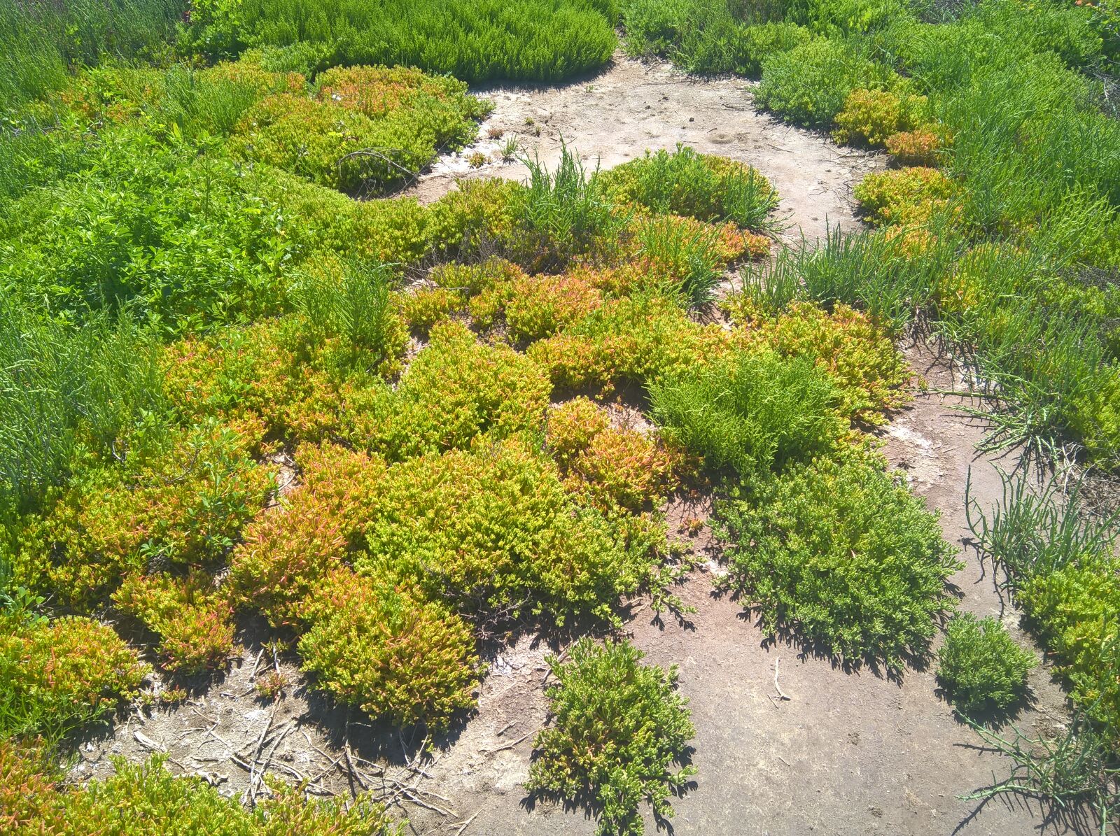 Microsoft Lumia 640 XL sample photo. Plant, riverplant photography