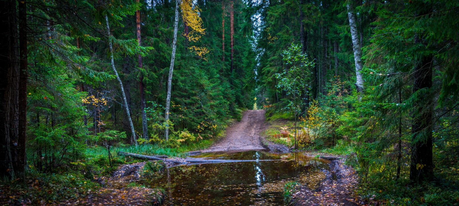 Canon EF 24-70mm F2.8L II USM sample photo. Autumn, forest, road photography
