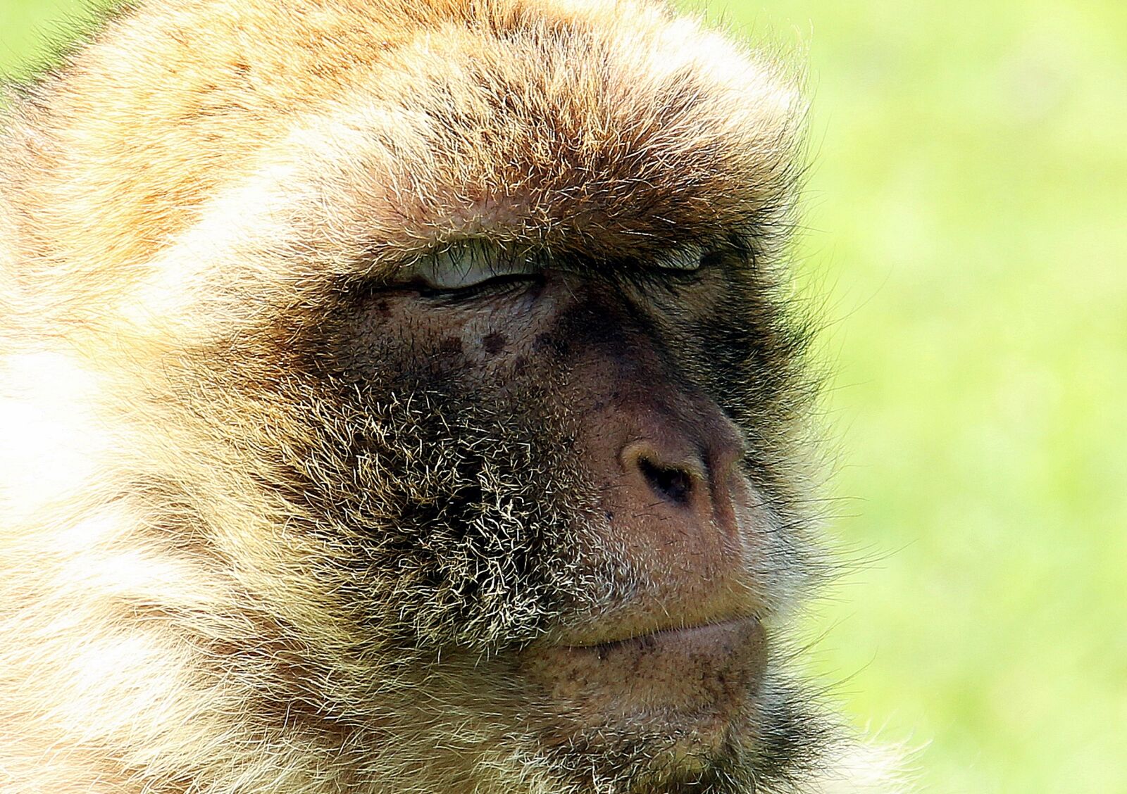 Canon EOS 550D (EOS Rebel T2i / EOS Kiss X4) sample photo. Barbary ape, monkey, primate photography