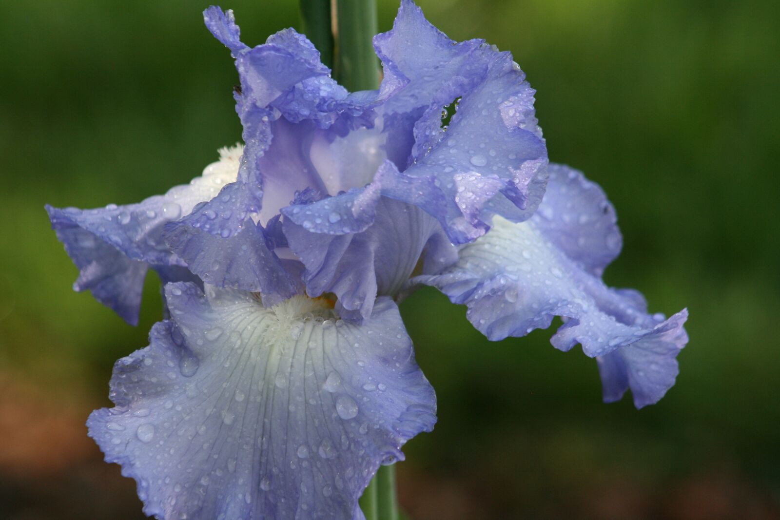 Canon EOS 400D (EOS Digital Rebel XTi / EOS Kiss Digital X) sample photo. Iris, fresh, rain photography