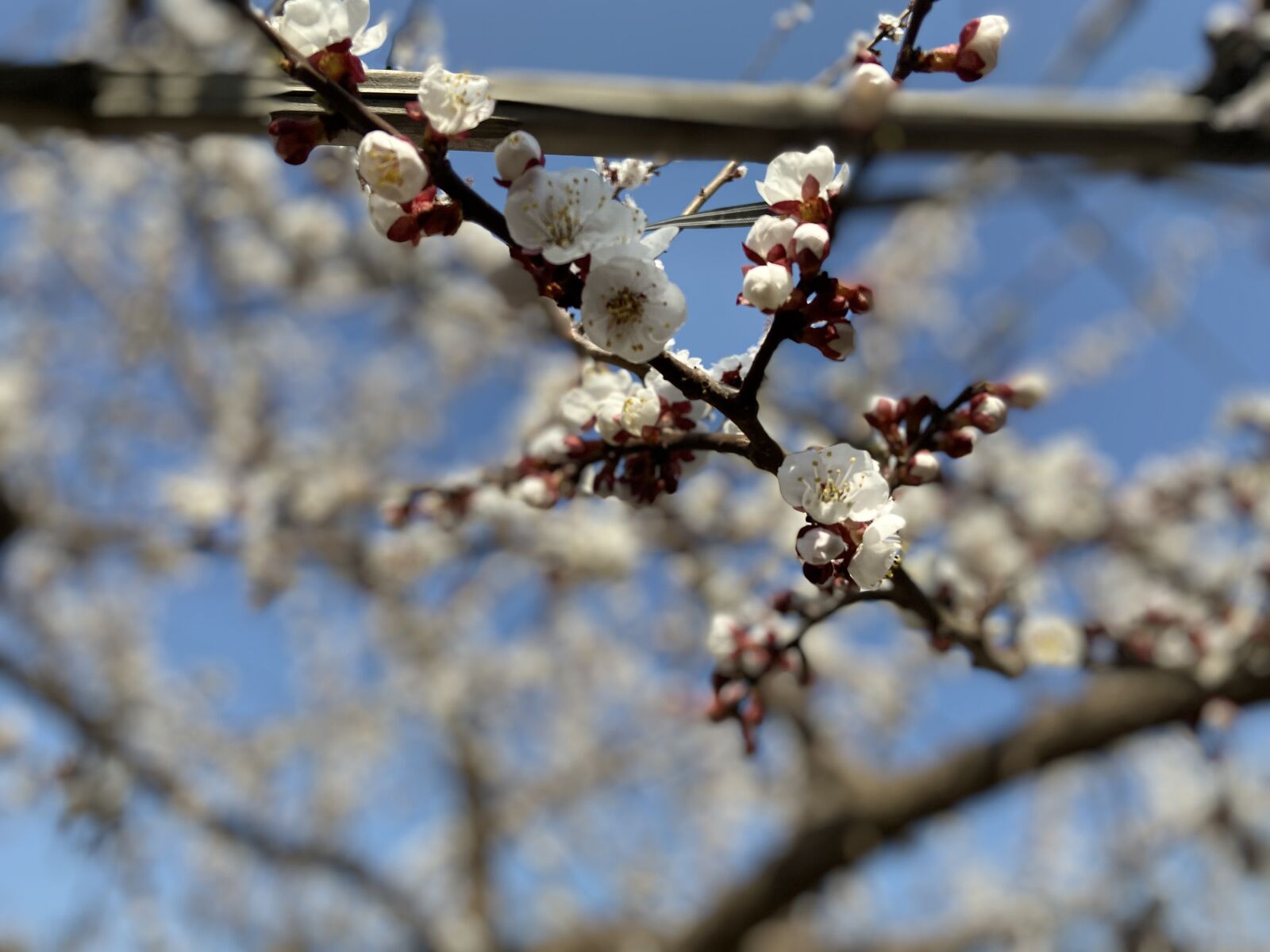 Apple iPhone 11 sample photo. Flower, beautiful, spring photography