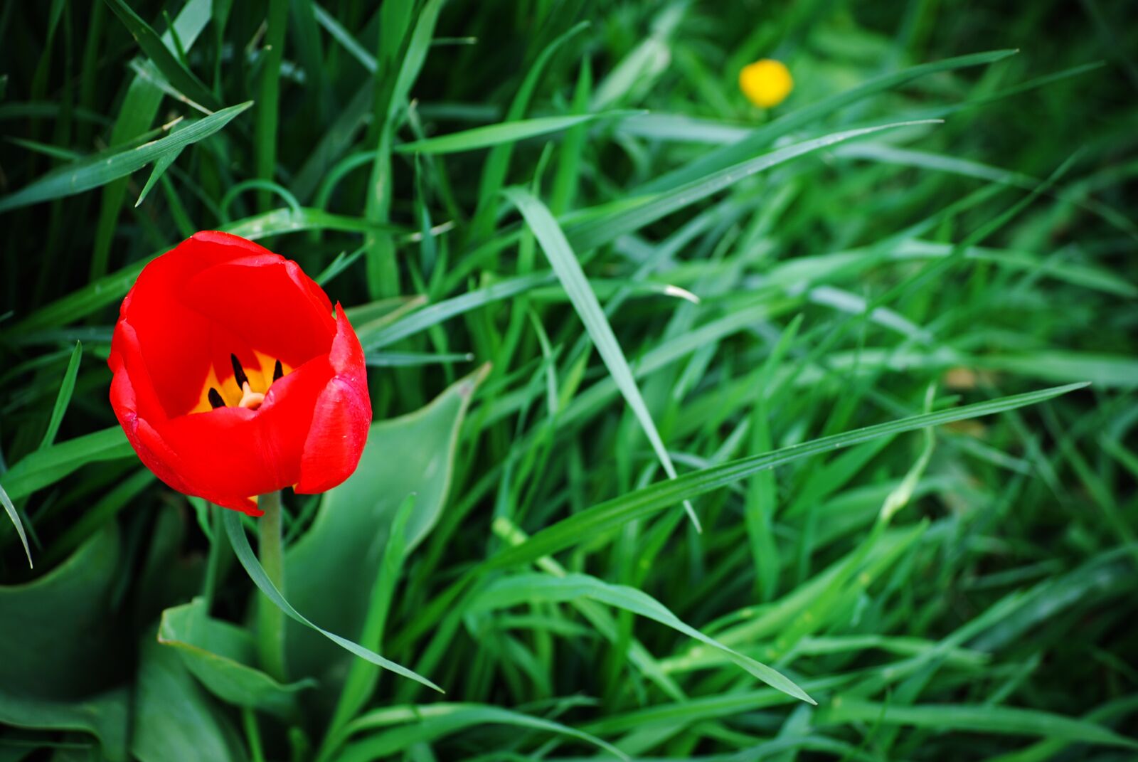 Nikon D80 sample photo. Grass, nature, flower photography