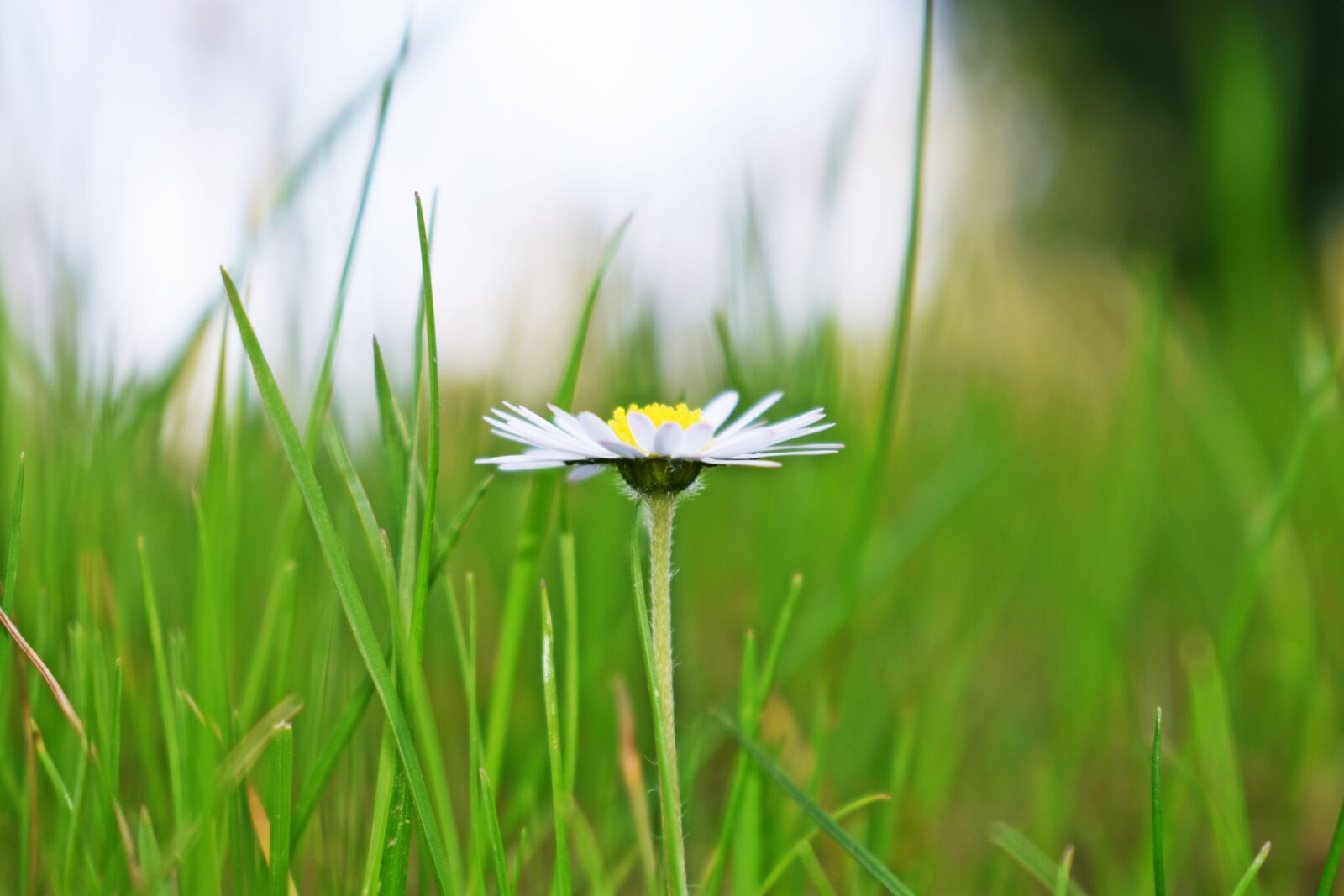 Nikon D3400 sample photo. Lawn, nature, meadow photography