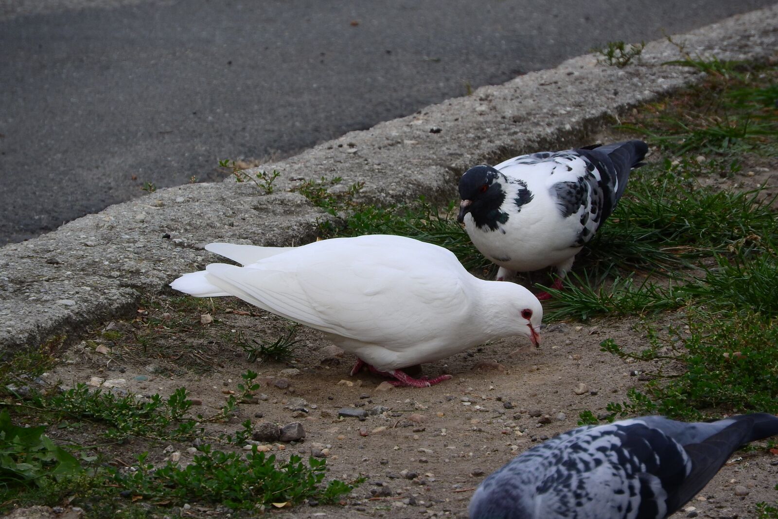 Nikon Coolpix P610 sample photo. Pigeons, dove, white dove photography