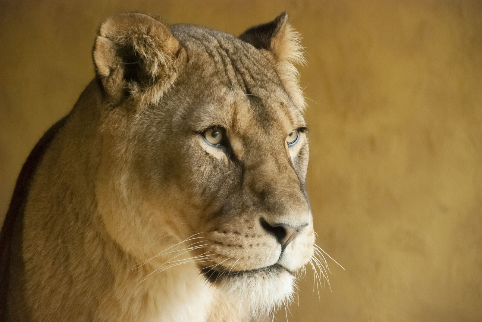 Nikon D80 sample photo. Lioness, zoo, colors photography
