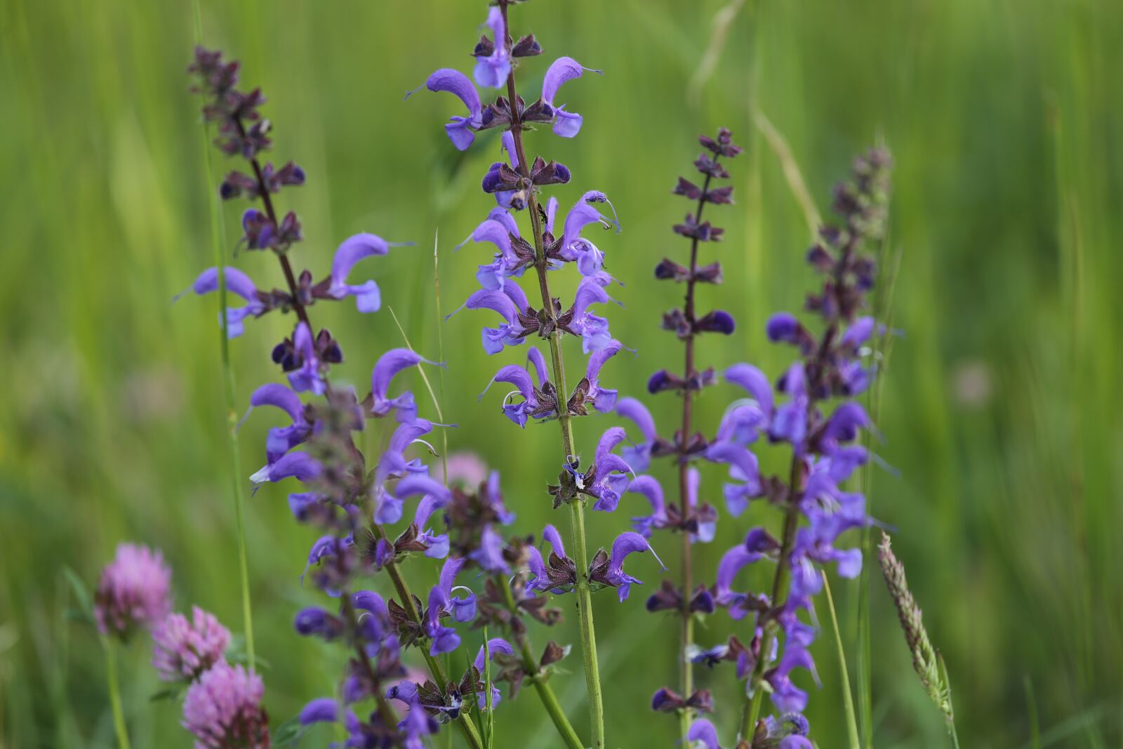 Canon EF 70-200mm F4L IS USM sample photo. Meadow sage, plant, violet photography