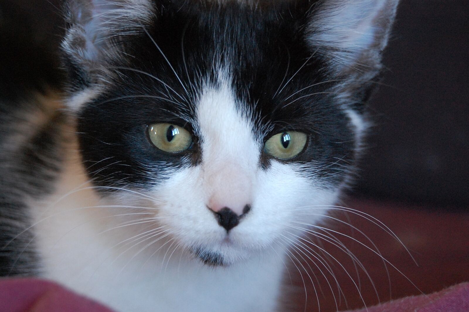 Nikon D40 sample photo. Cat, feline, kitty photography