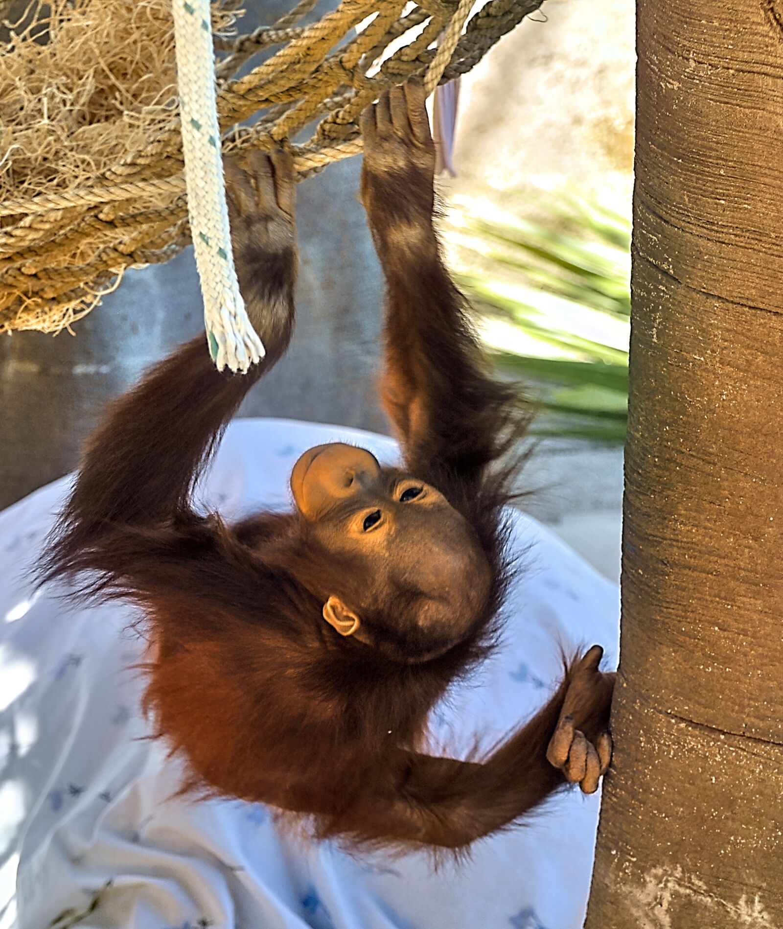 Nikon D300 sample photo. Orangutan, ape, primate photography