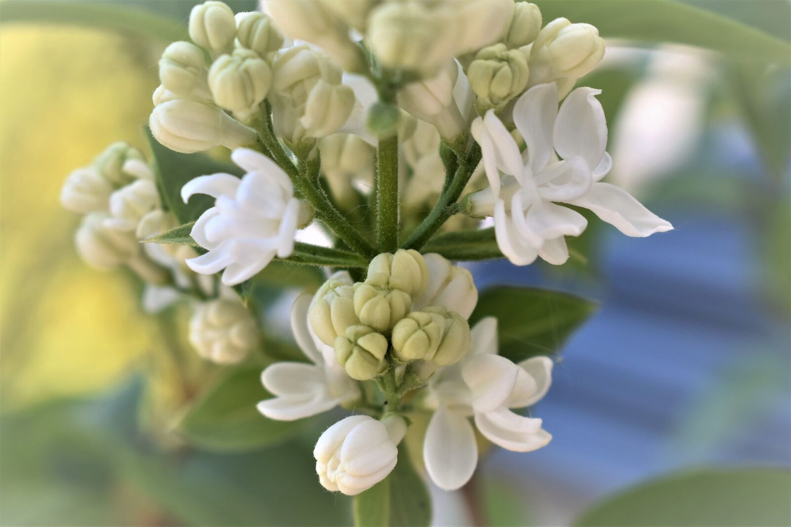 Nikon D5500 sample photo. Lilac, flower, flowers photography