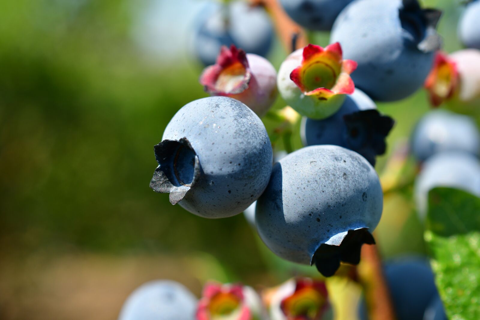 Nikon D7500 sample photo. Blueberries, superfoods, antioxidants photography