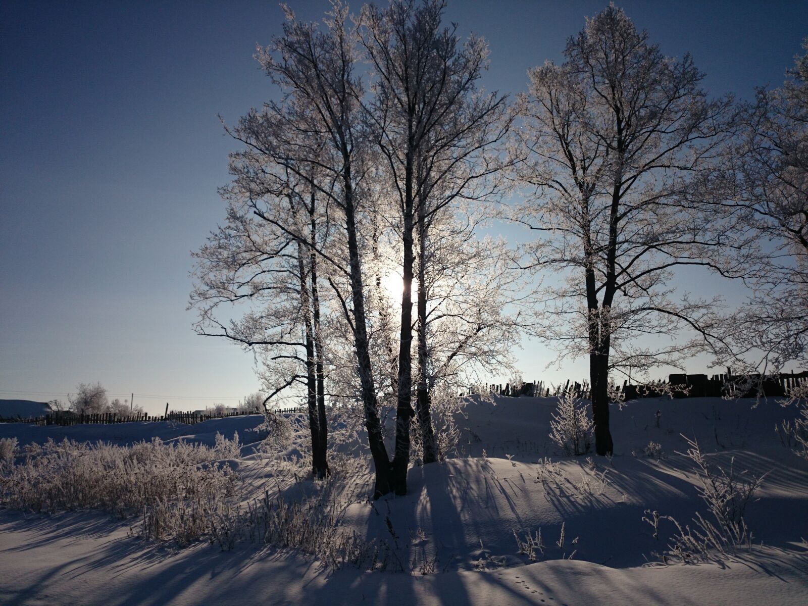 Sony Xperia Z1 Compact sample photo. Winter, tree, nature photography