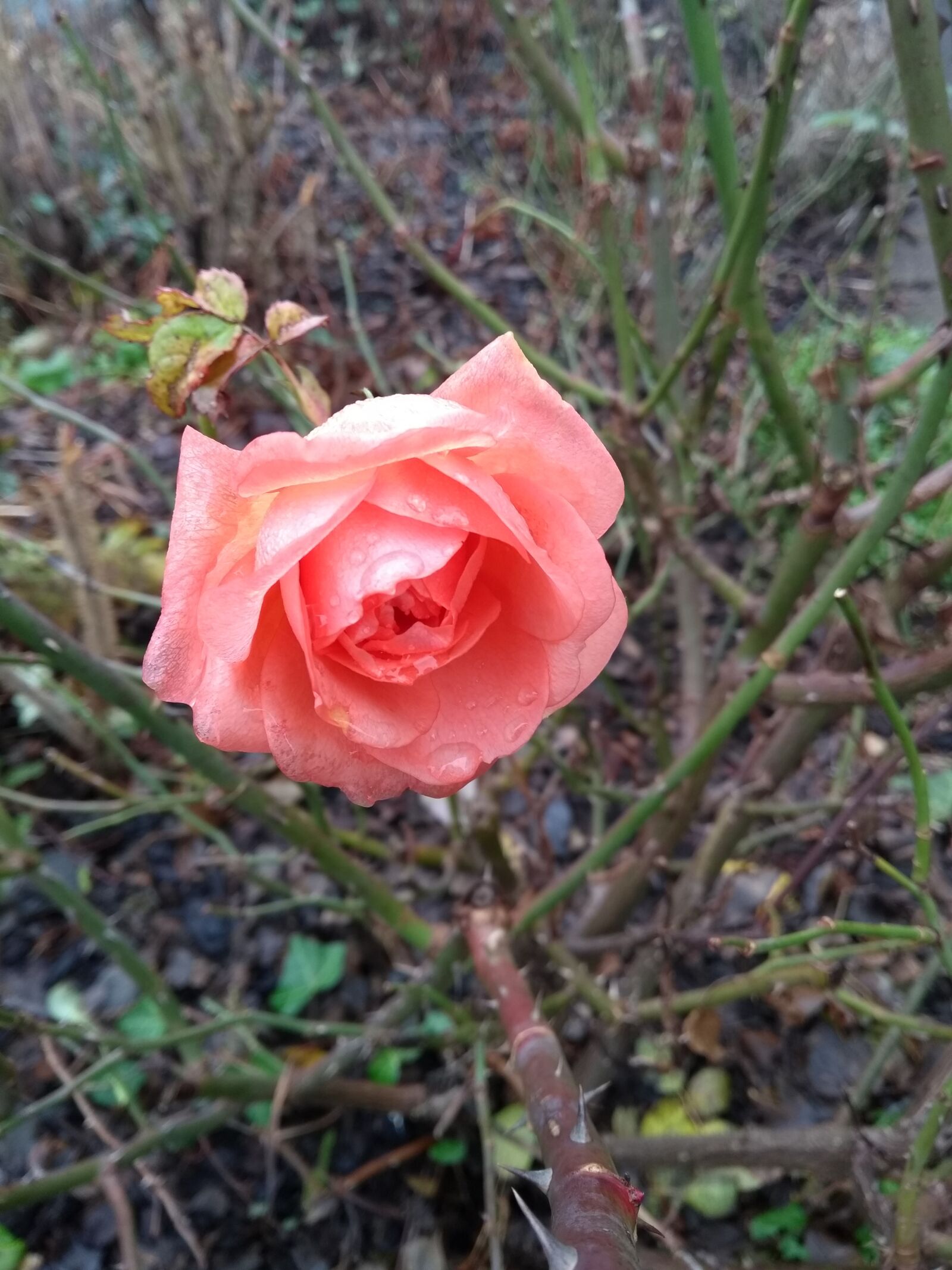 Motorola Moto G (5th Gen) sample photo. Rose, winter, autumn photography