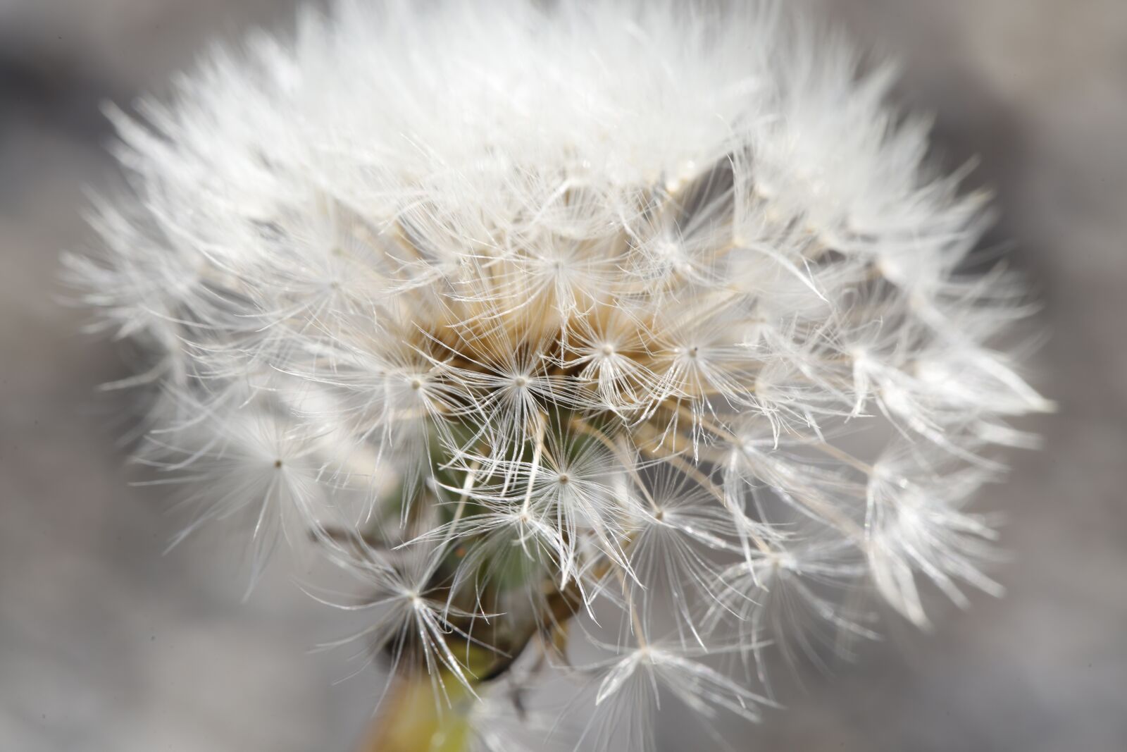 Canon EF 100mm F2.8L Macro IS USM sample photo. Dandelion, flower, spring photography